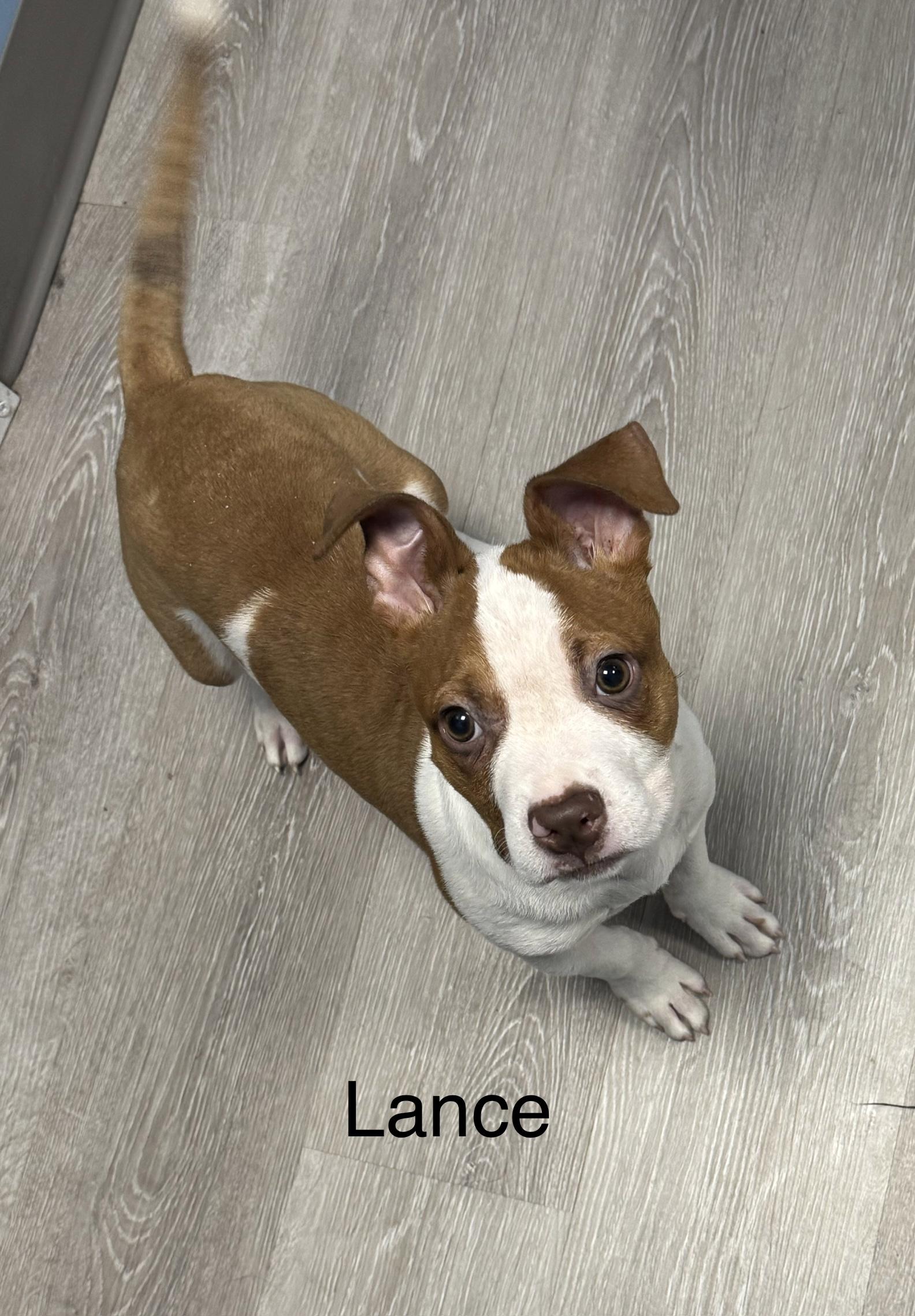 Enlarge Lance, an adopted Terrier in Ulster, PA image 1/1