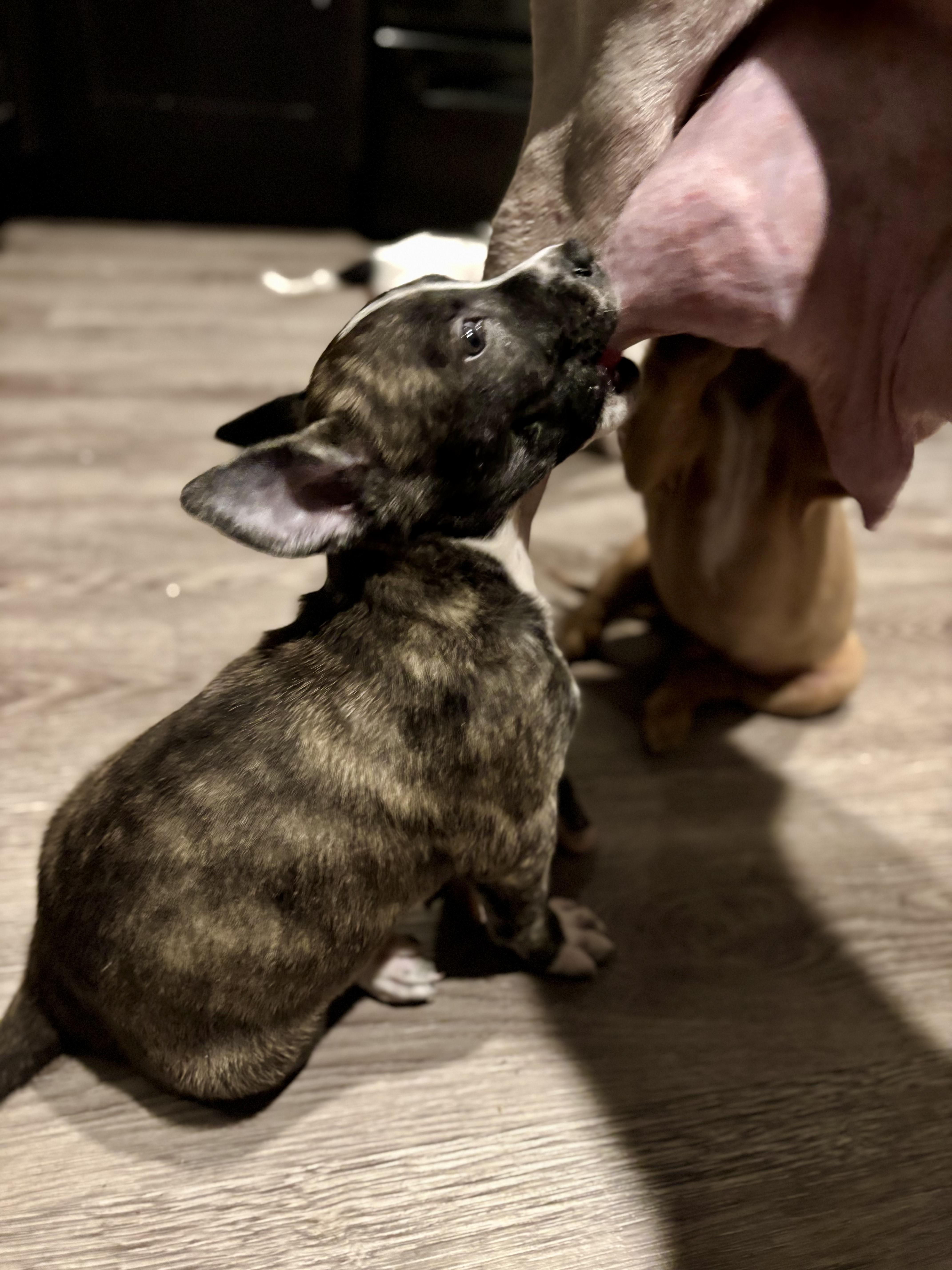 Enlarge Agatha, a Adopted Mixed Breed in Evans City, PA image 6/6