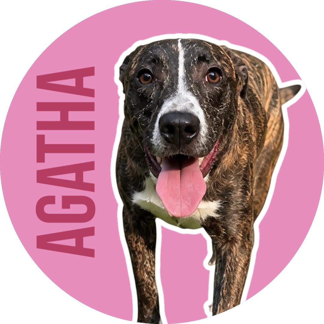 Agatha, Adopted, Adult Female Mixed Breed.