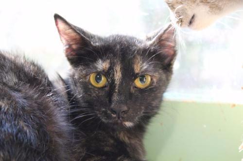 Molly 1, Adoptable, Senior Female Domestic Short Hair.