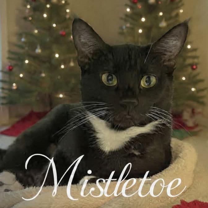 Enlarge Mistletoe, a Adoptable Domestic Short Hair in Parkersburg, WV image 1/5