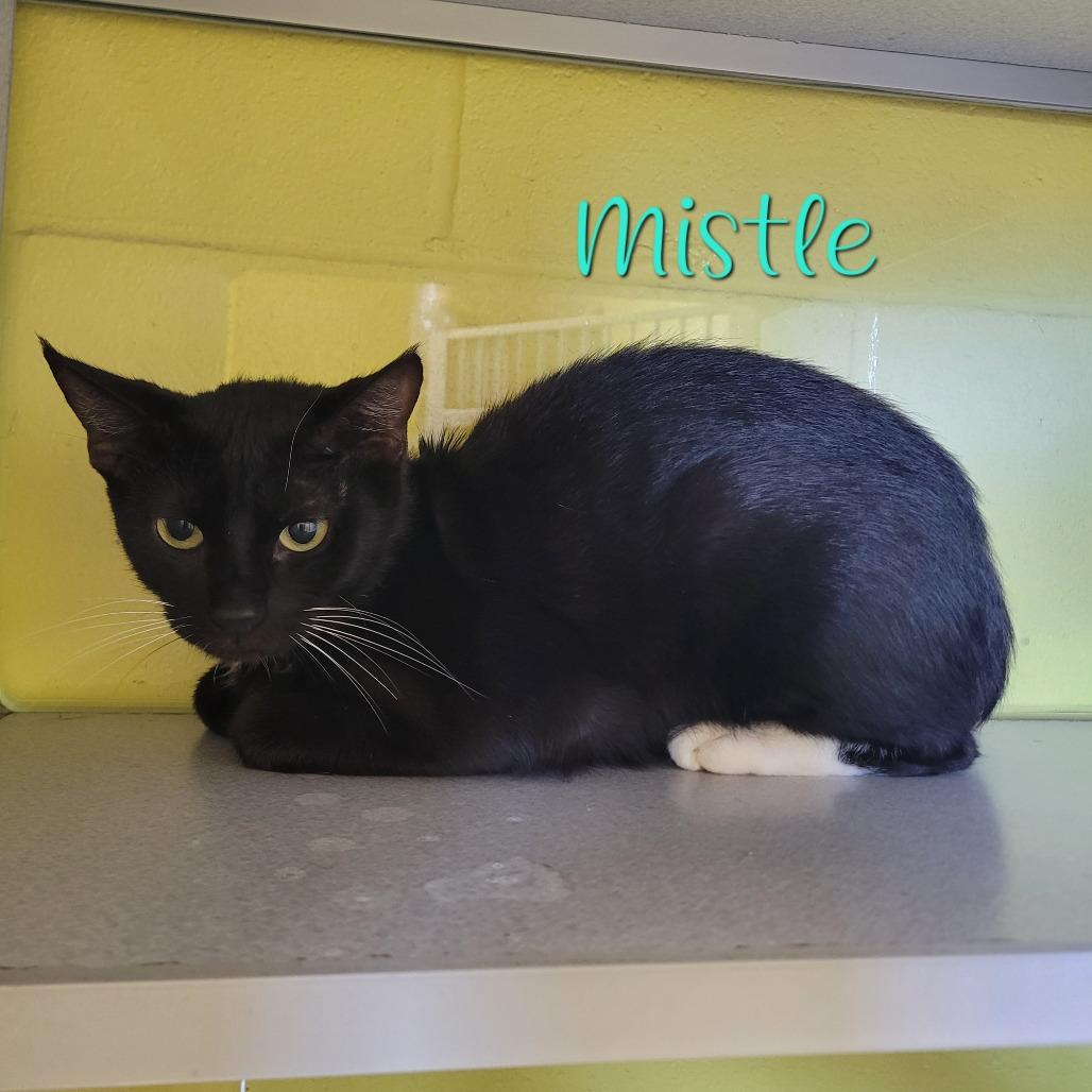 Enlarge Mistletoe, a Adoptable Domestic Short Hair in Parkersburg, WV image 2/5