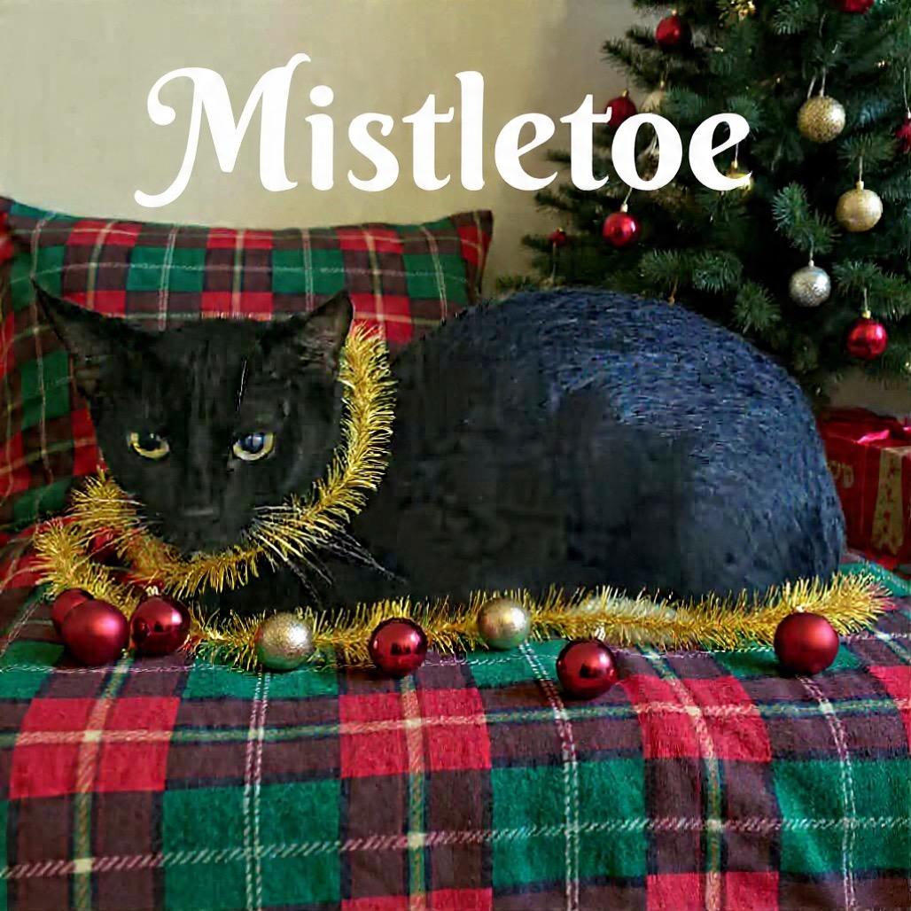 Enlarge Mistletoe, a Adoptable Domestic Short Hair in Parkersburg, WV image 3/5