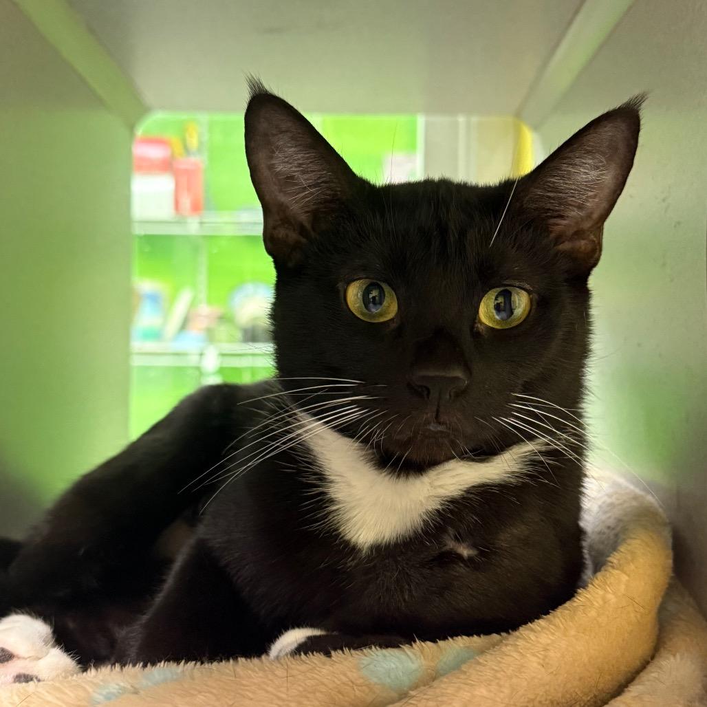 Enlarge Mistletoe, a Adoptable Domestic Short Hair in Parkersburg, WV image 4/5