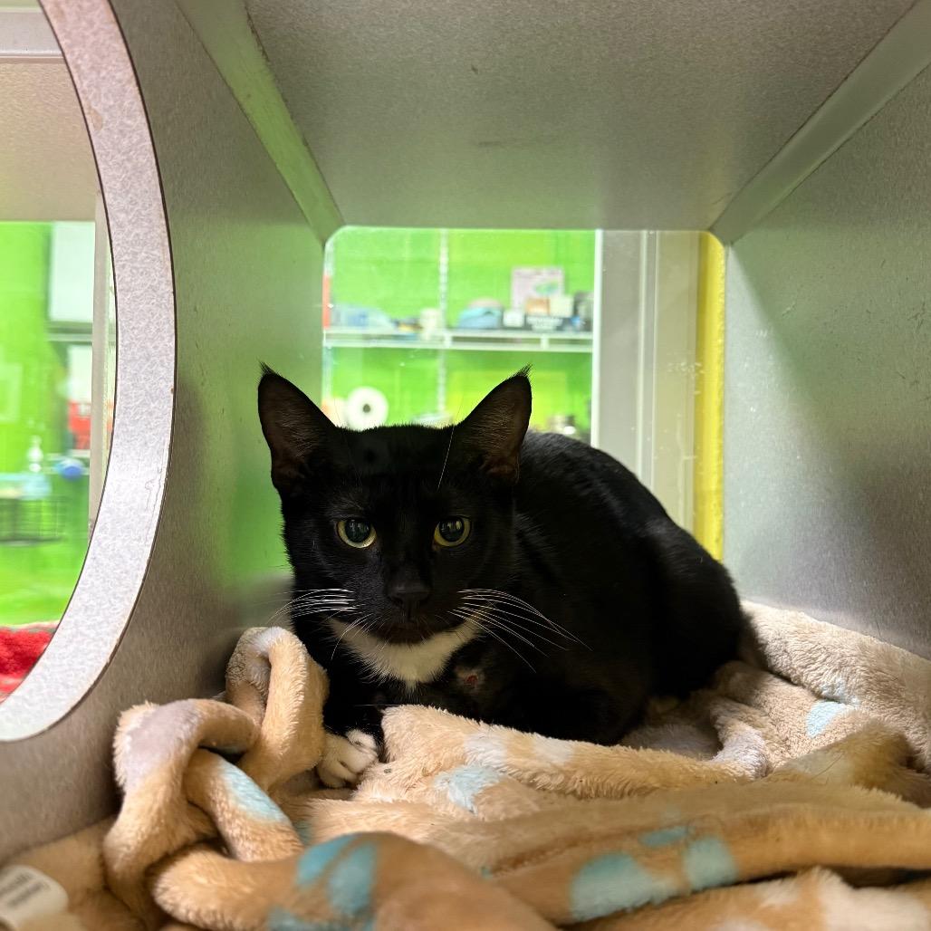 Enlarge Mistletoe, a Adoptable Domestic Short Hair in Parkersburg, WV image 5/5