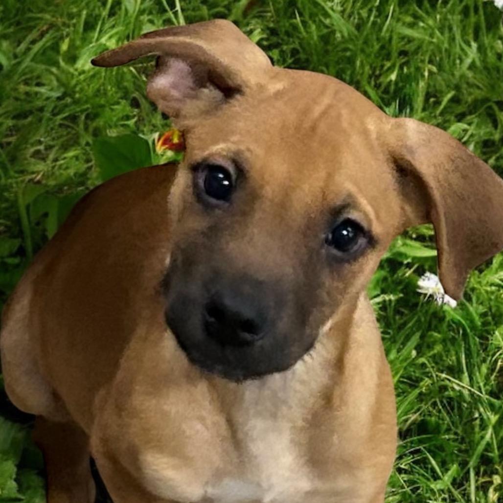 Ja'Paul, Adoptable, Young Male Terrier & Labrador Retriever.