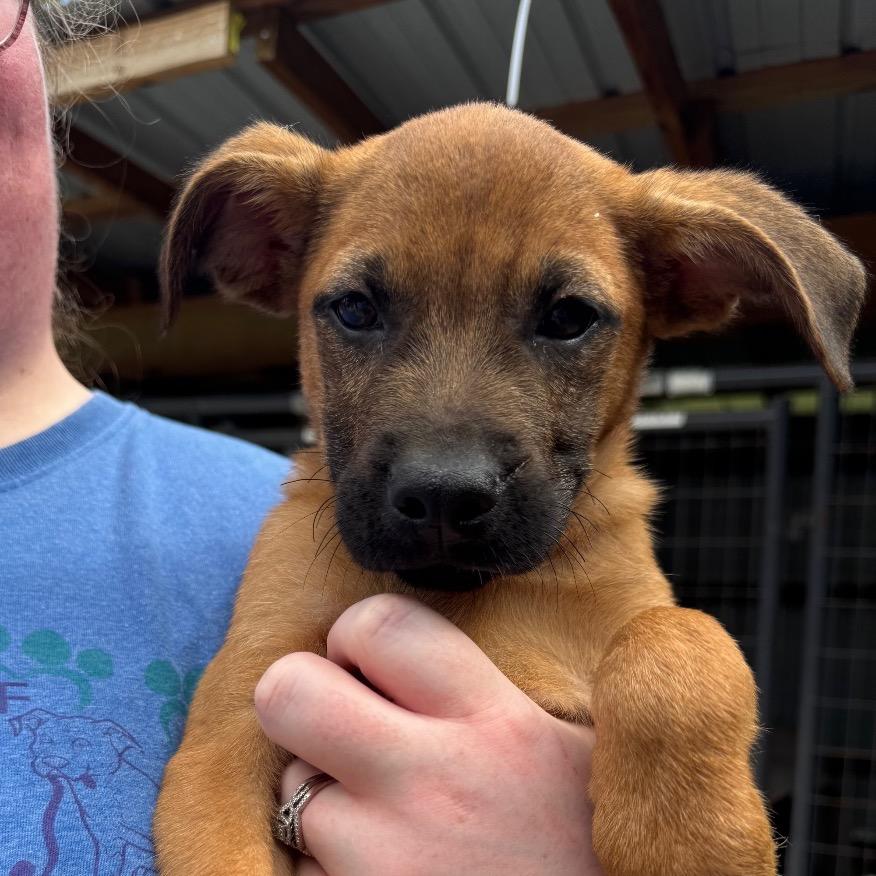 Enlarge Ja'Paul, a Adoptable mixed breed in Parrish, AL image 2/6