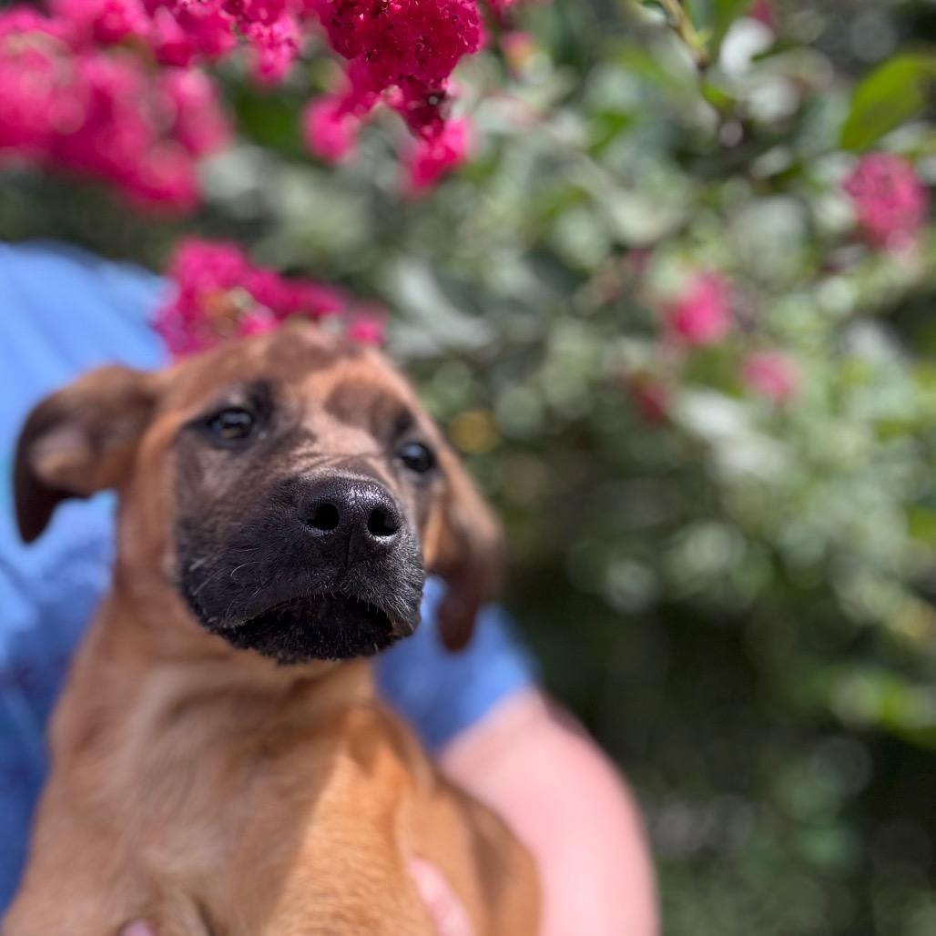 Enlarge Ja'Paul, a Adoptable mixed breed in Parrish, AL image 4/6