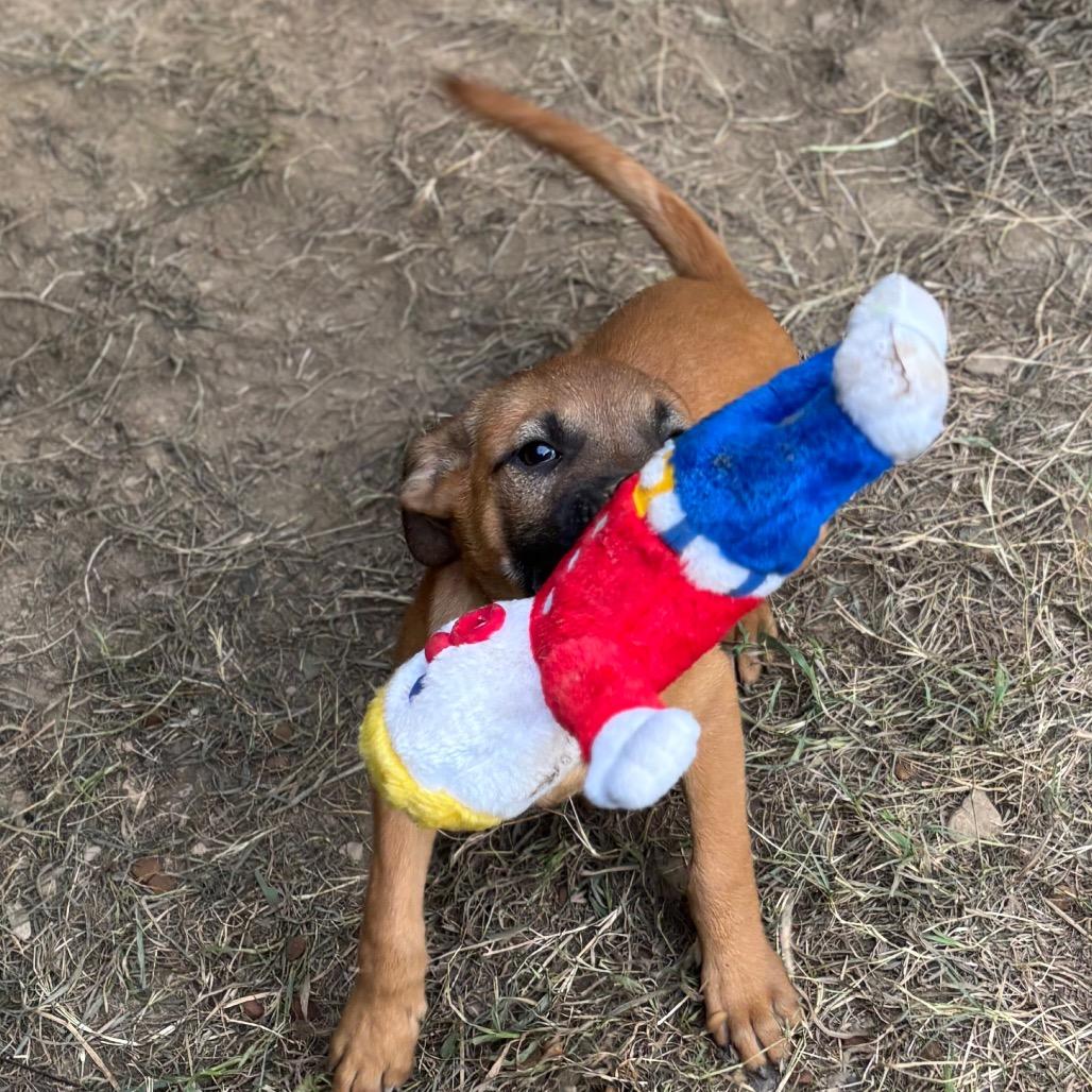 Enlarge Ja'Paul, a Adoptable mixed breed in Parrish, AL image 5/6