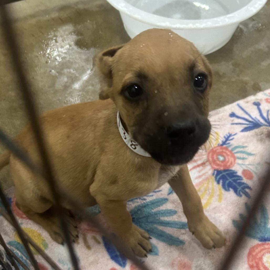 Enlarge Ja'Paul, a Adoptable mixed breed in Parrish, AL image 6/6