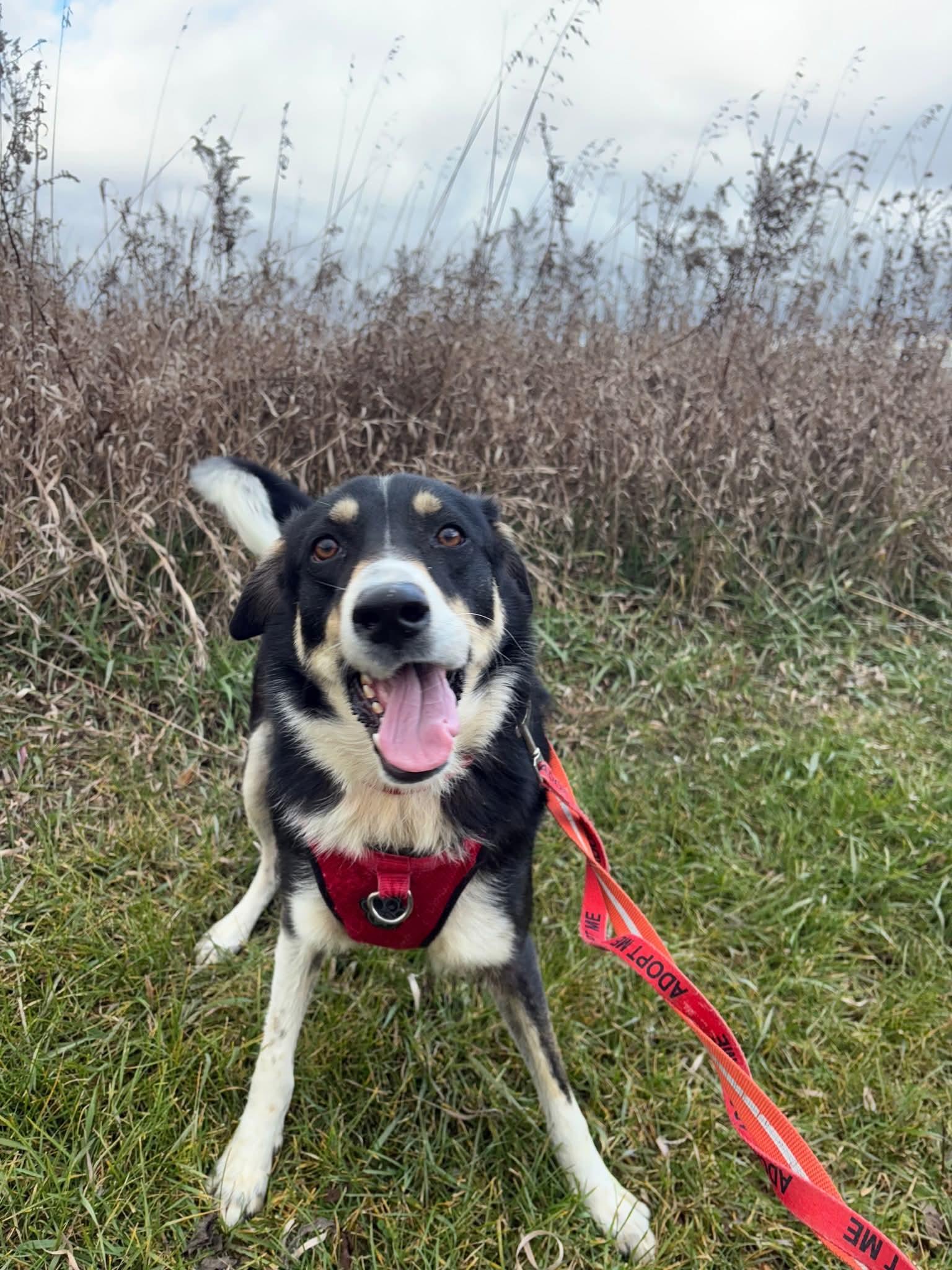 Pisco, an adopted mixed breed in Owen Sound, ON image 4/5