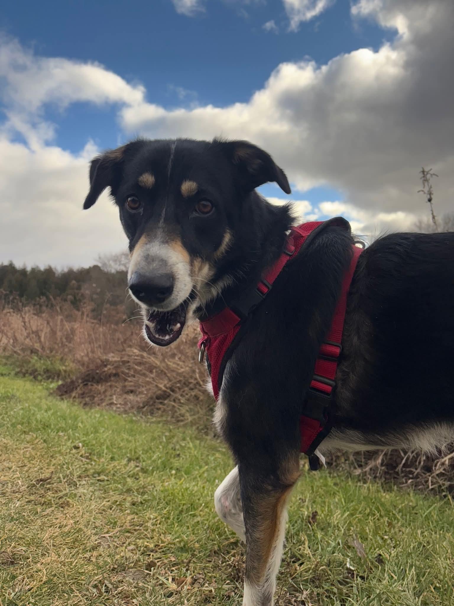 Pisco, adopted, Adult Male Australian Shepherd.