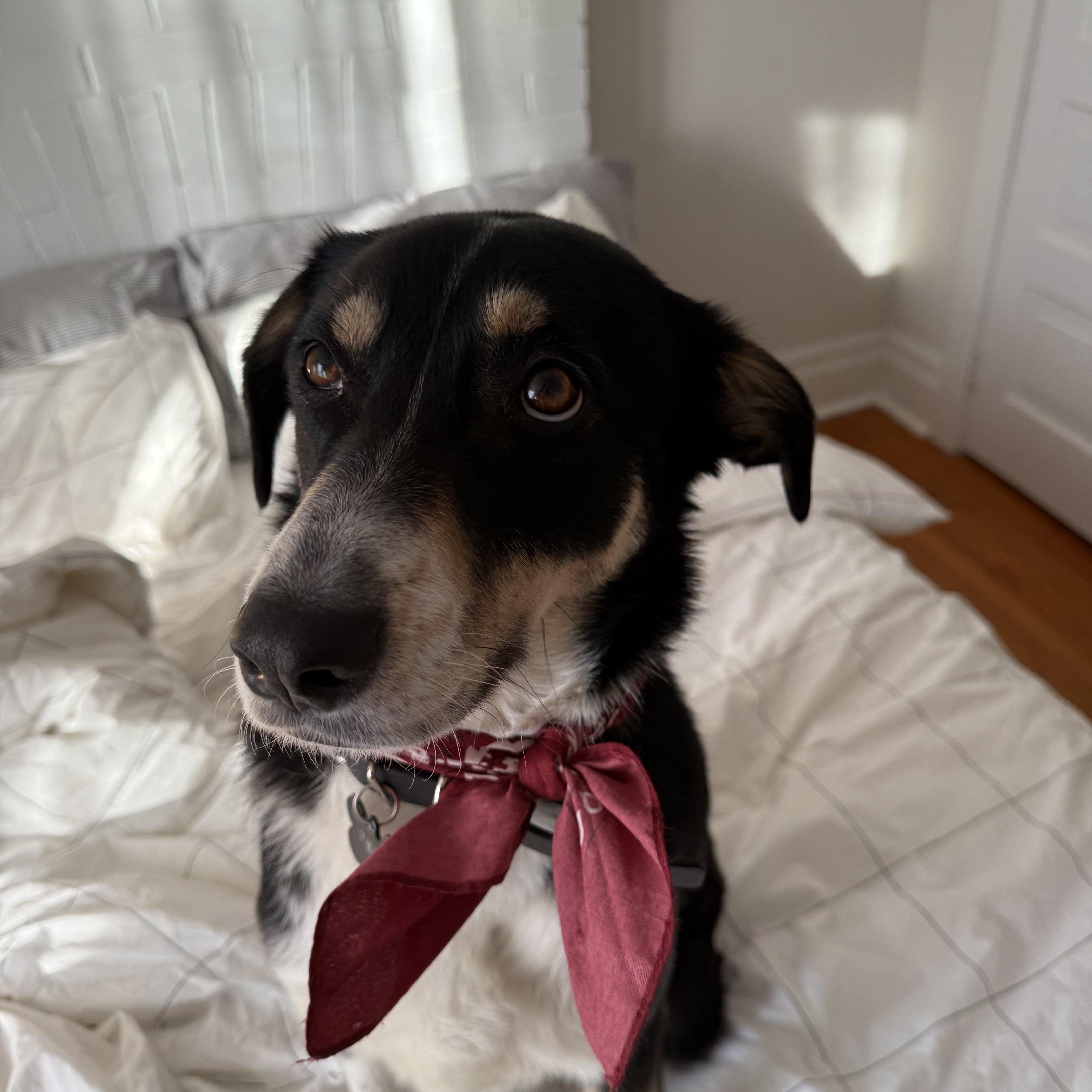 Pisco, an adopted mixed breed in Owen Sound, ON image 5/5