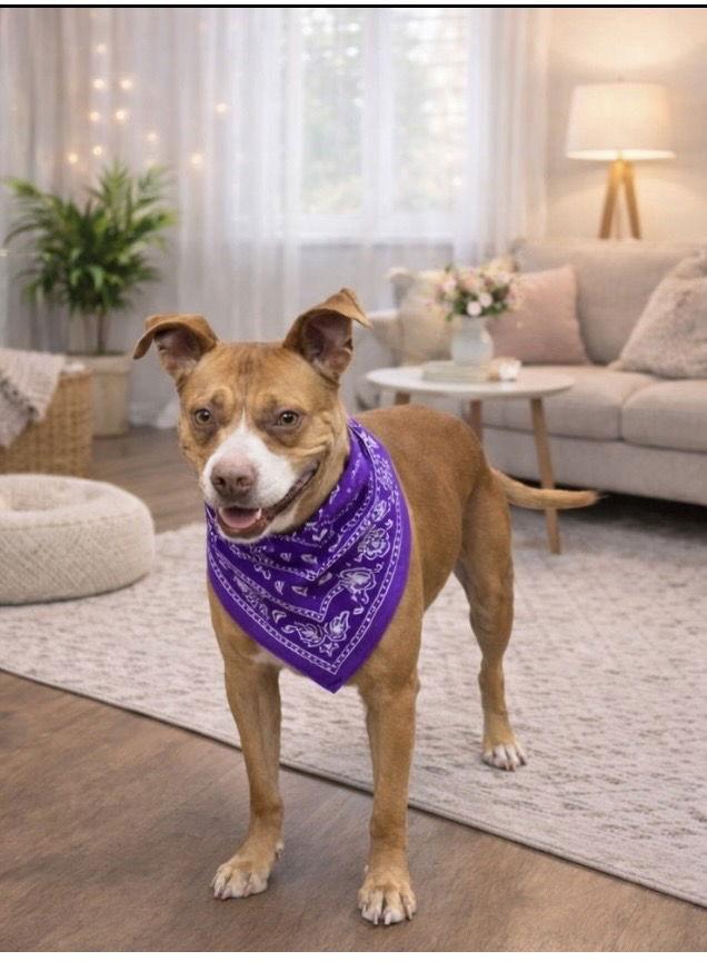 Rita, Adoptable, Adult Female Terrier.