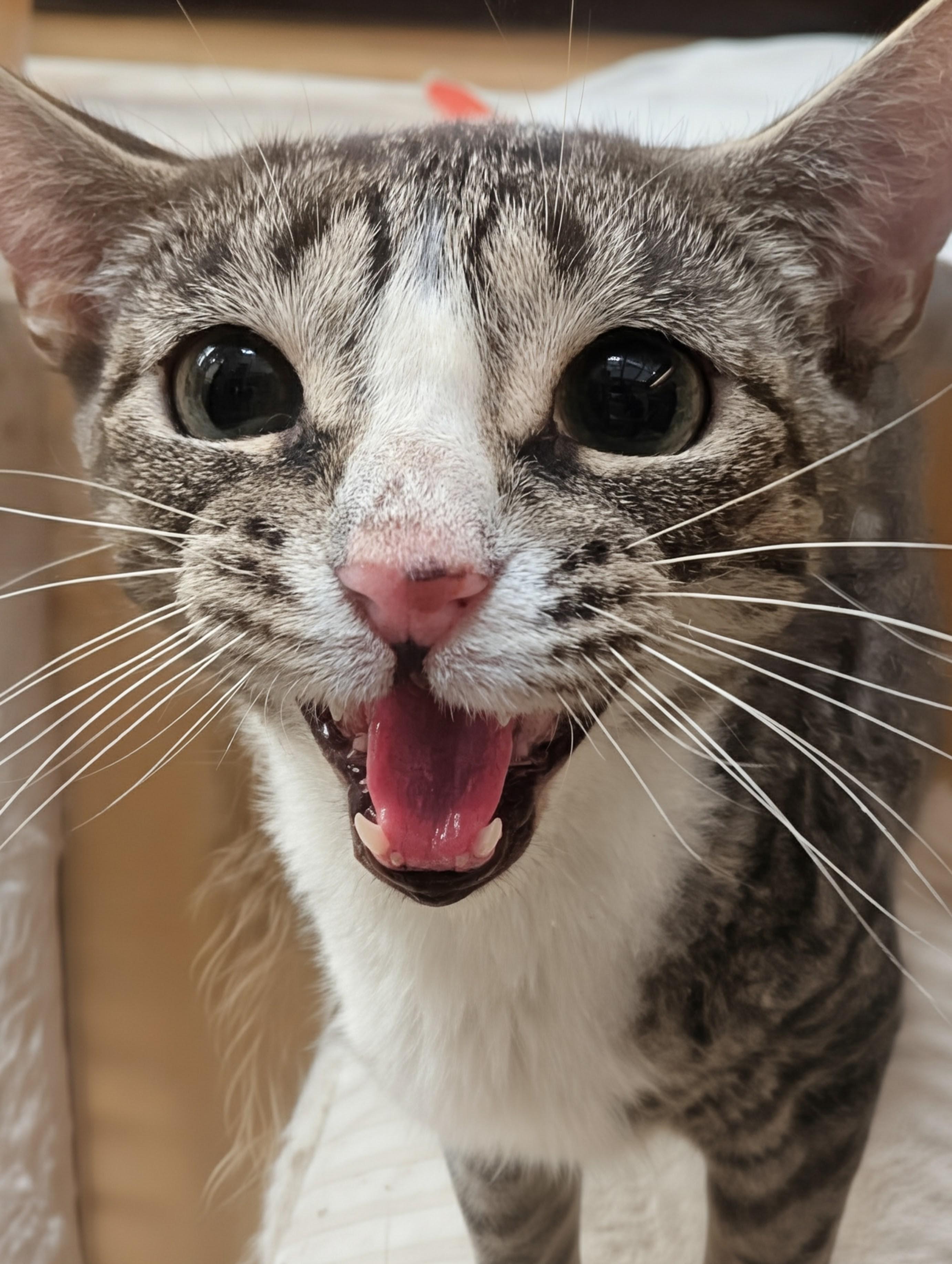 Enlarge Hope, a ADOPTABLE Domestic Short Hair in PHILADELPHIA, PA image 4/5