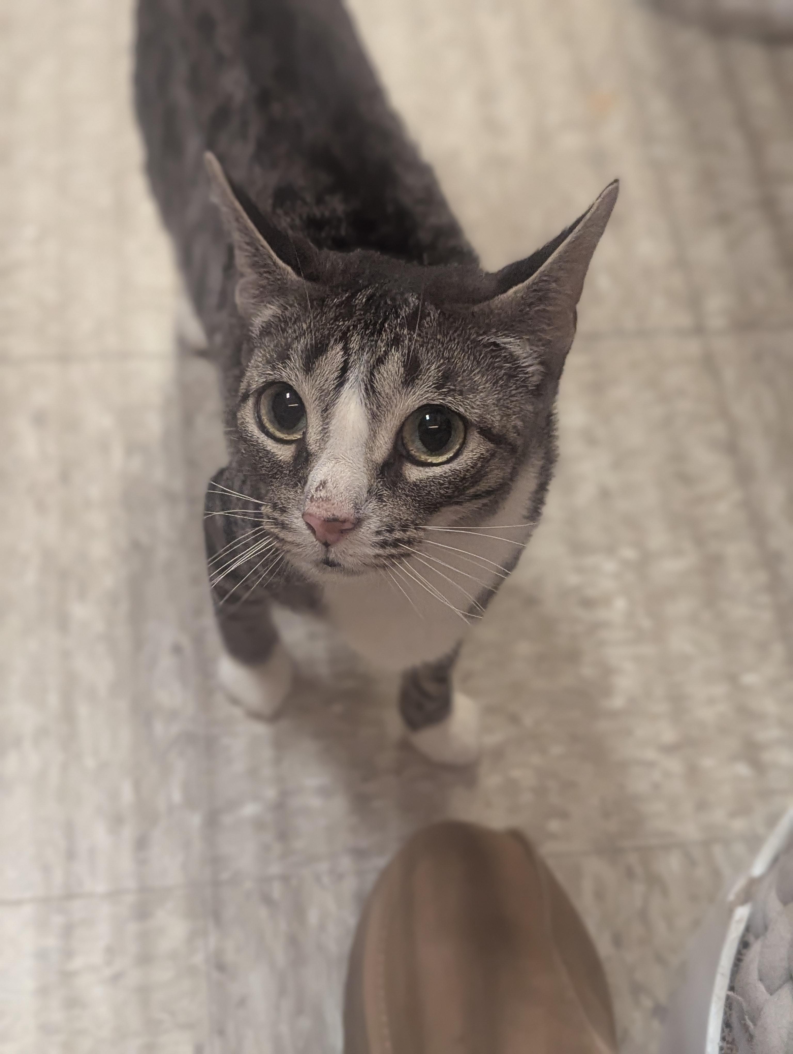 Enlarge Hope, a ADOPTABLE Domestic Short Hair in PHILADELPHIA, PA image 2/5