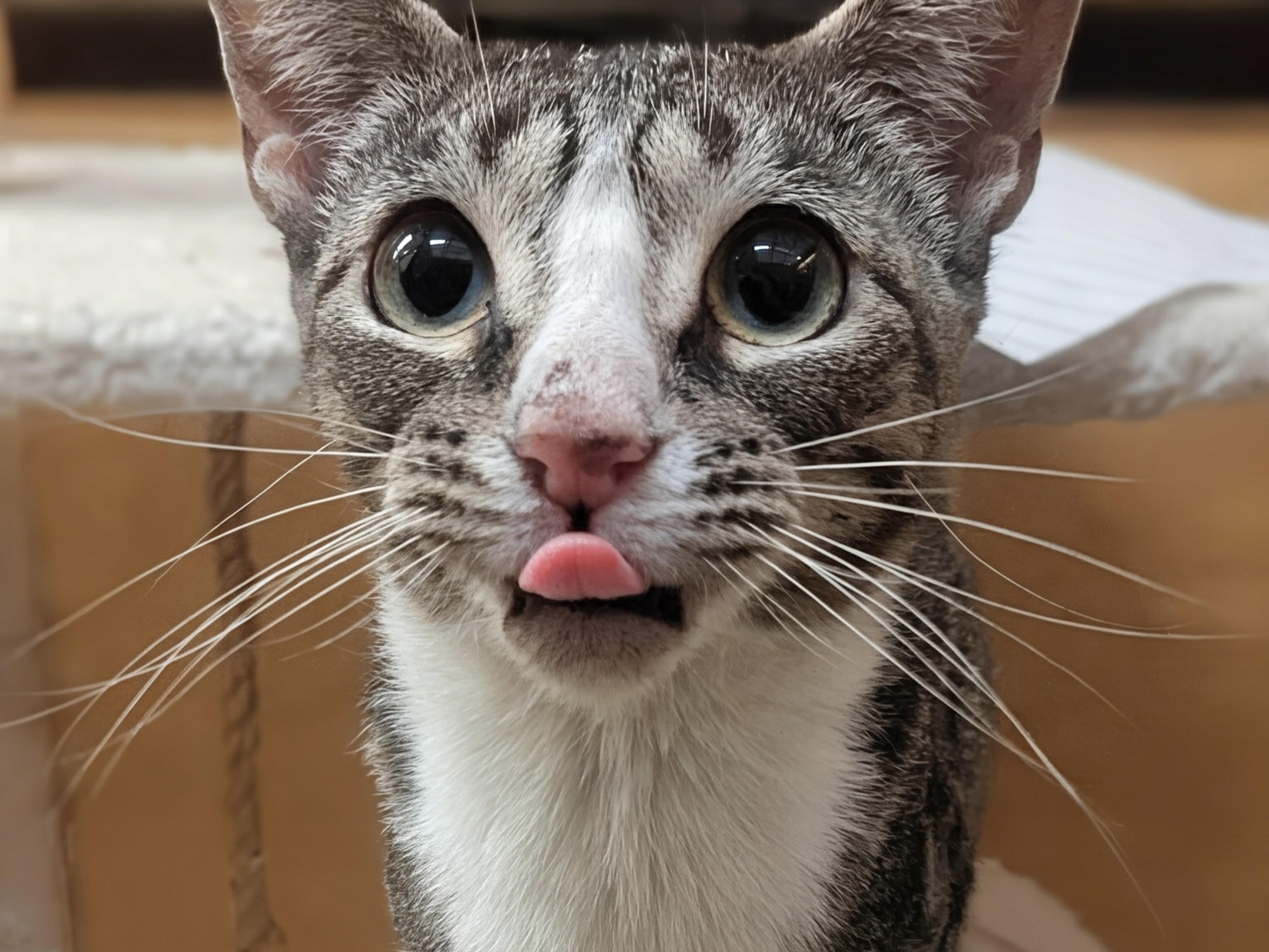 Enlarge Hope, a ADOPTABLE Domestic Short Hair in PHILADELPHIA, PA image 3/5