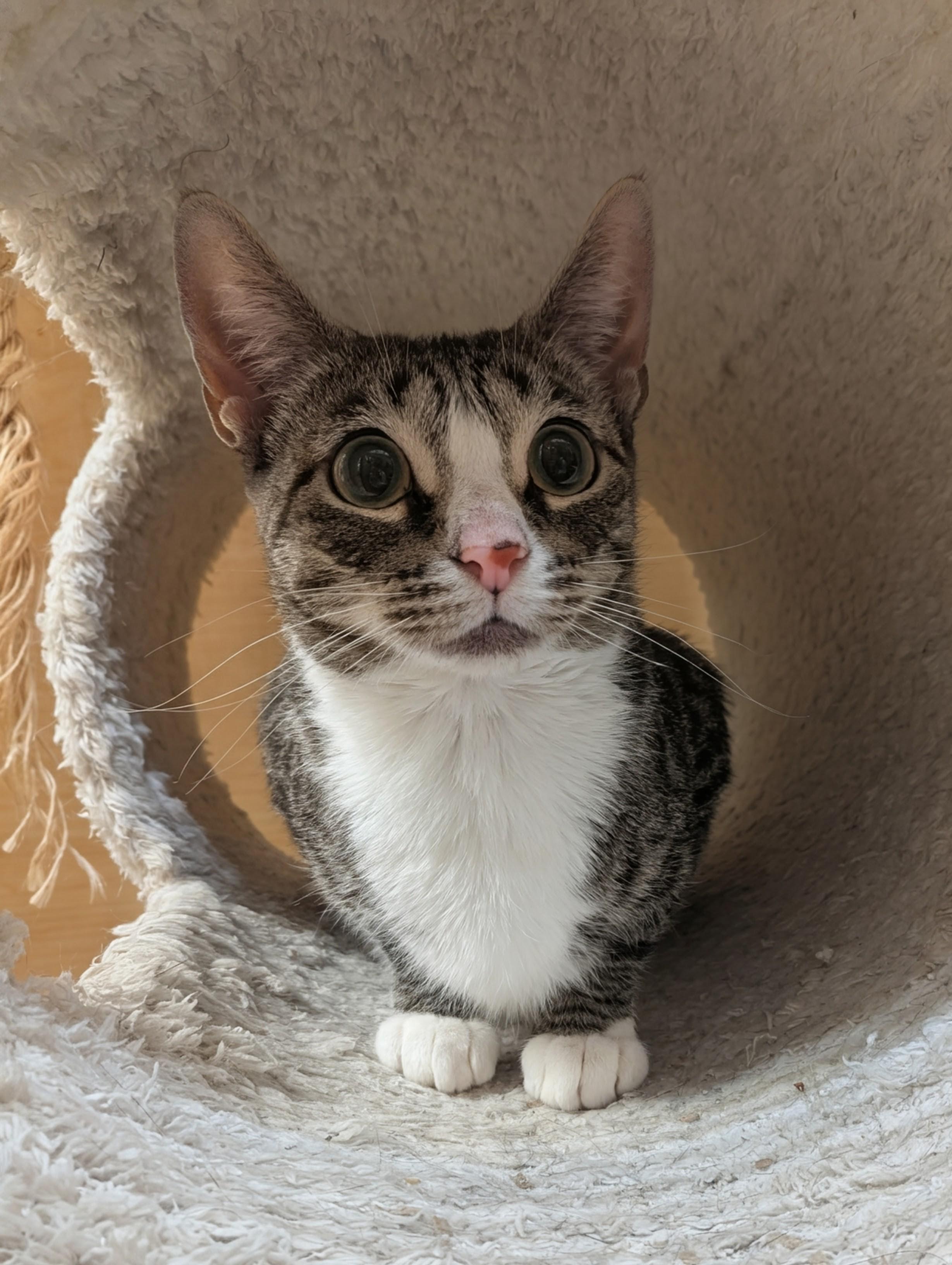 Enlarge Hope, a ADOPTABLE Domestic Short Hair in PHILADELPHIA, PA image 5/5