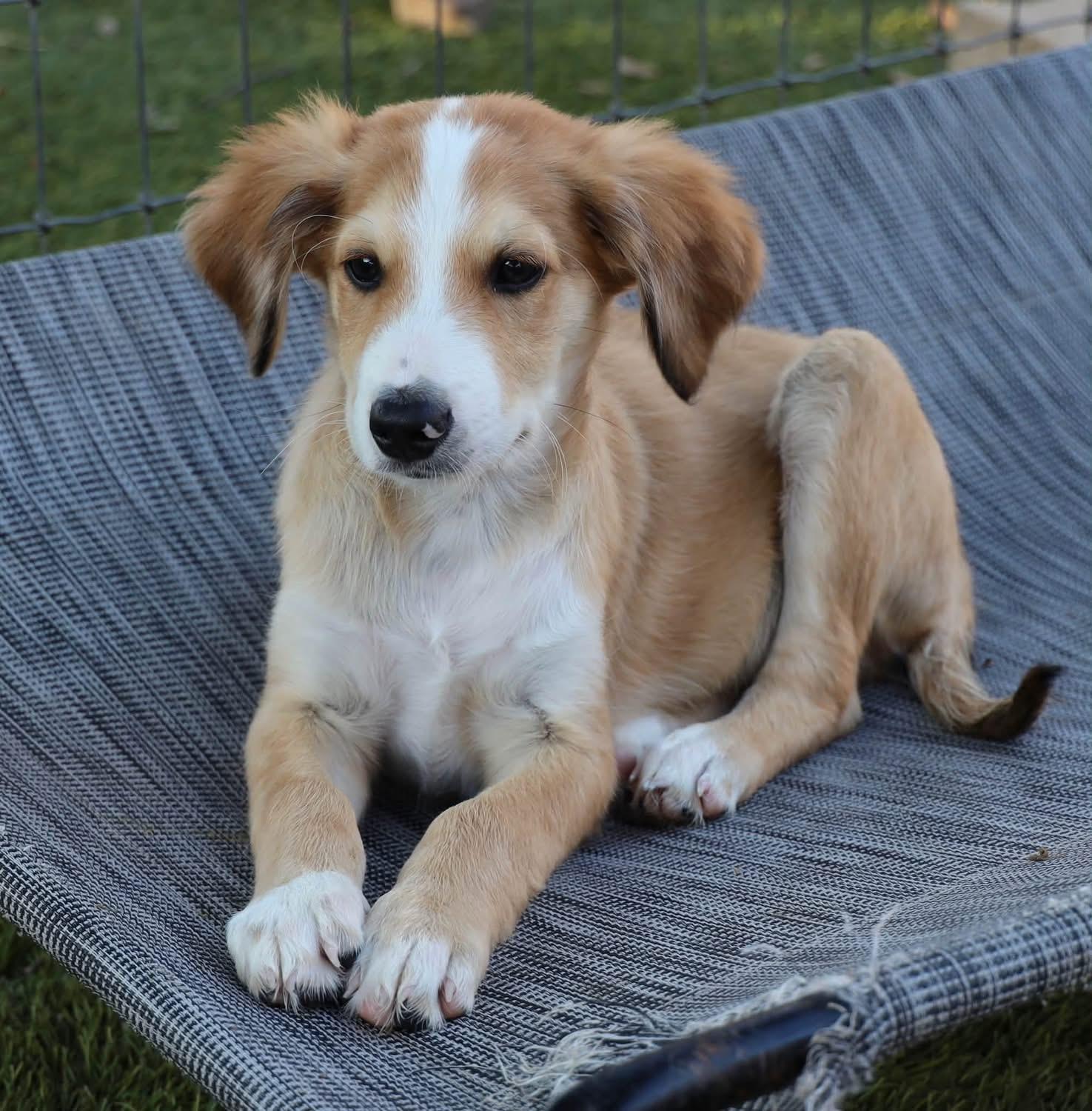 Enlarge Conrad, a Adoptable mixed breed in Southlake, TX image 2/6