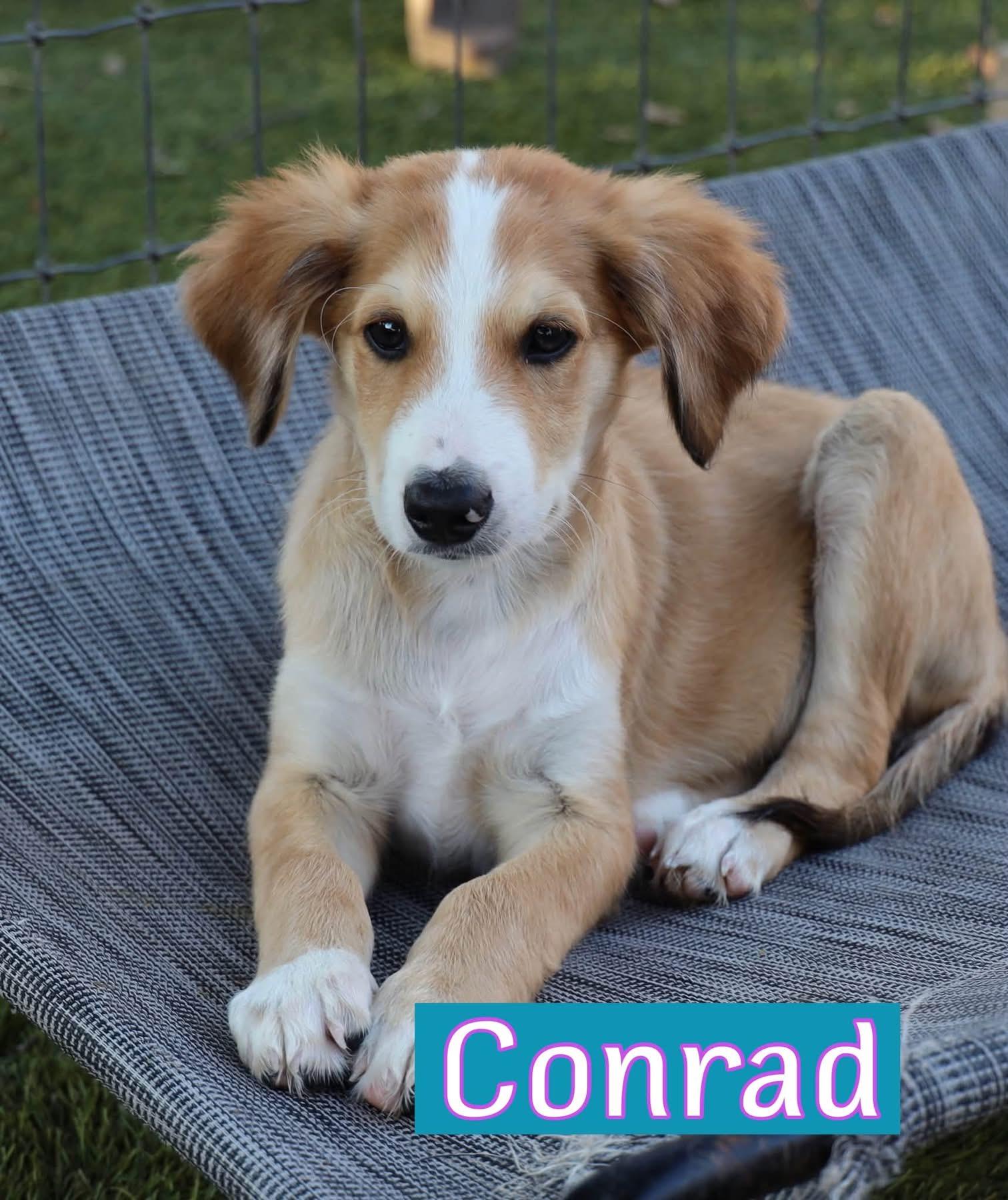 Conrad, Adoptable, Puppy Male Aussiedoodle.