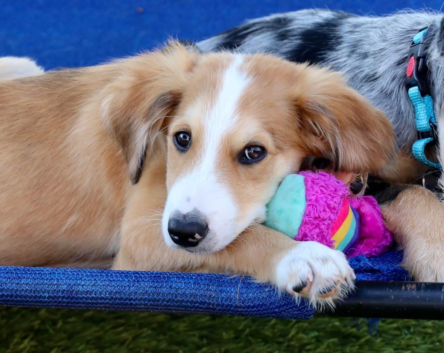 Enlarge Conrad, a Adoptable mixed breed in Southlake, TX image 4/6