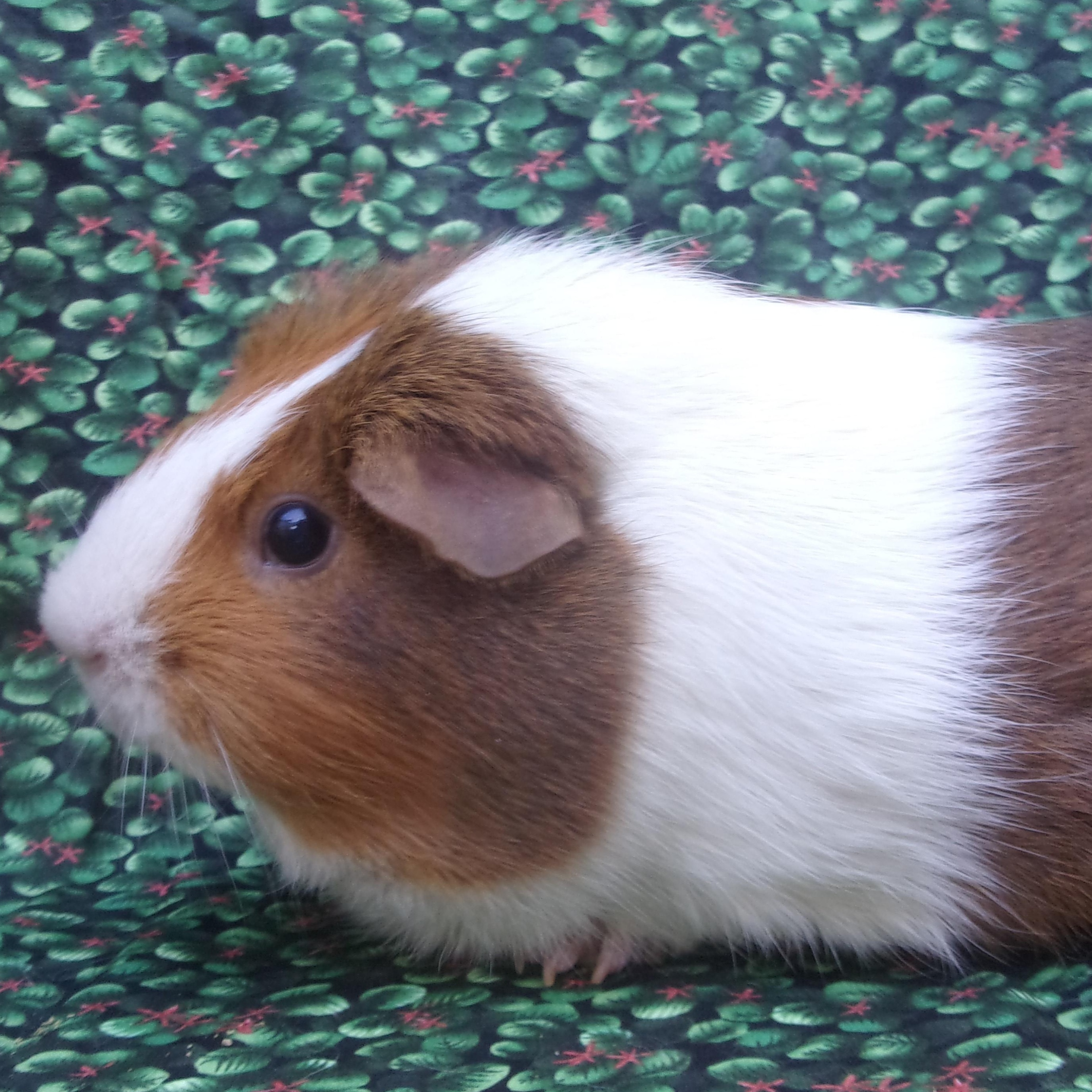 Macaroon, adoptable, Adult Female Short-Haired.