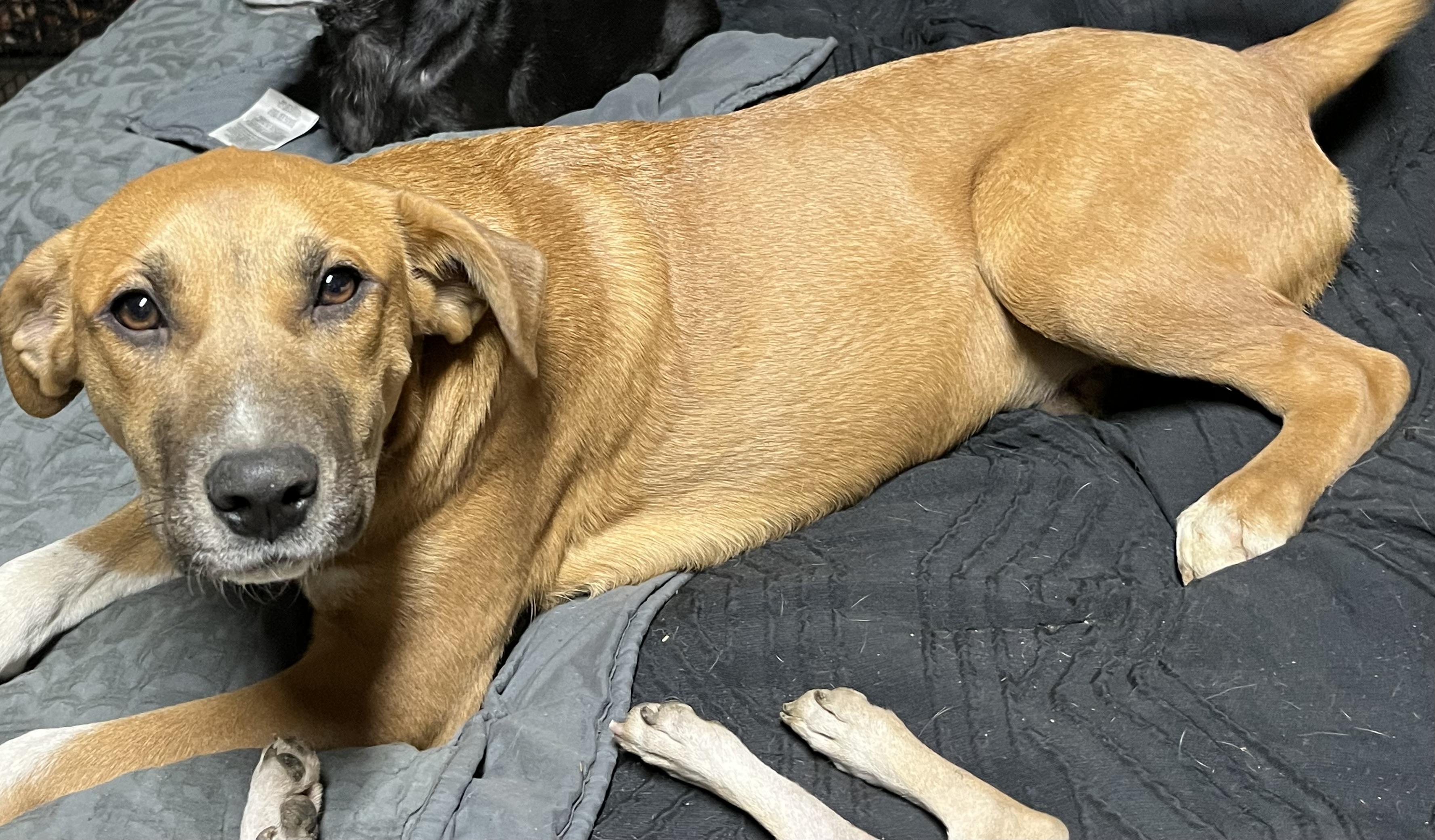 Topanga (Fee Reduced until 12/15)