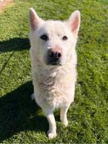 Nanook, Adoptable, Senior Male Husky.