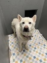 Enlarge Nanook, a Adoptable Husky in Redmond, OR image 2/2