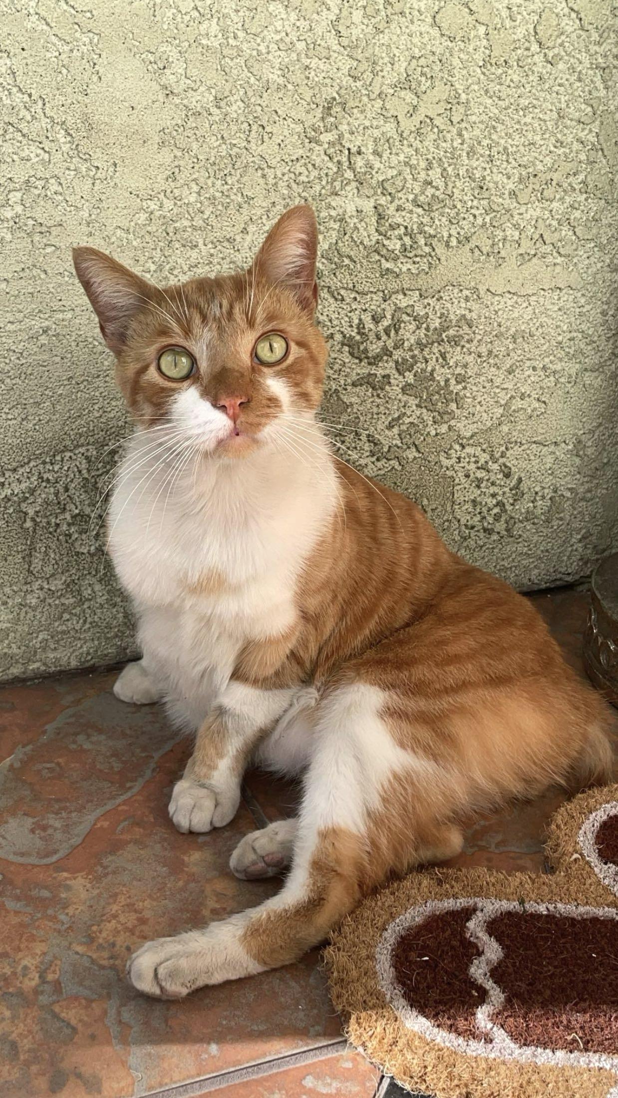 Bruno - "not made for the streets" - kitty!