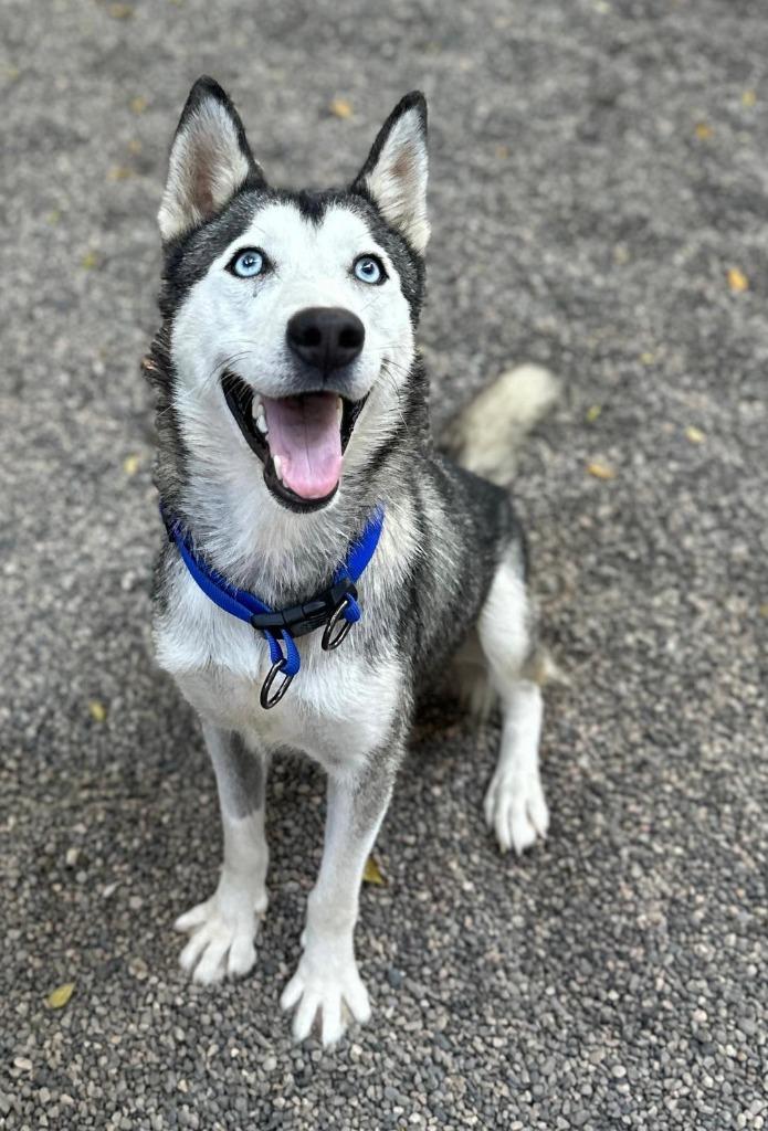 Freya, Adopted, Adult Female Husky.
