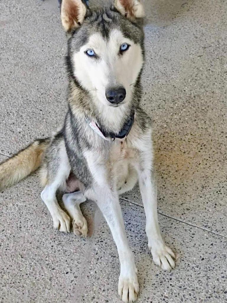 Enlarge Freya, a Adopted Husky in San Juan de Abajo, NAY image 2/6