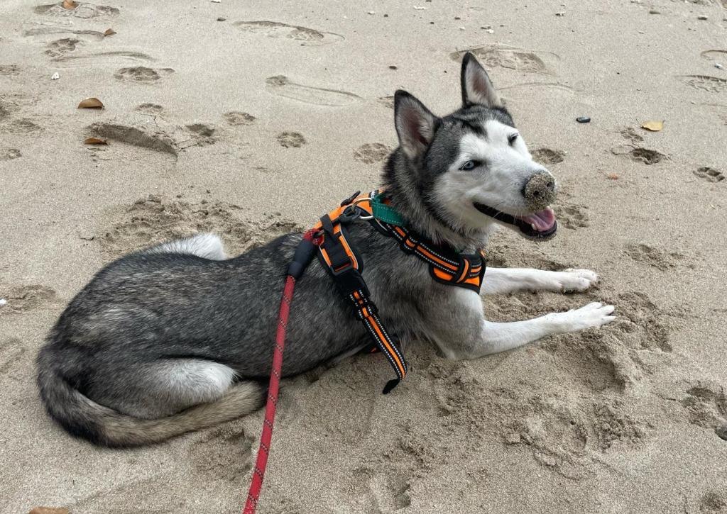 Enlarge Freya, a Adopted Husky in San Juan de Abajo, NAY image 3/6