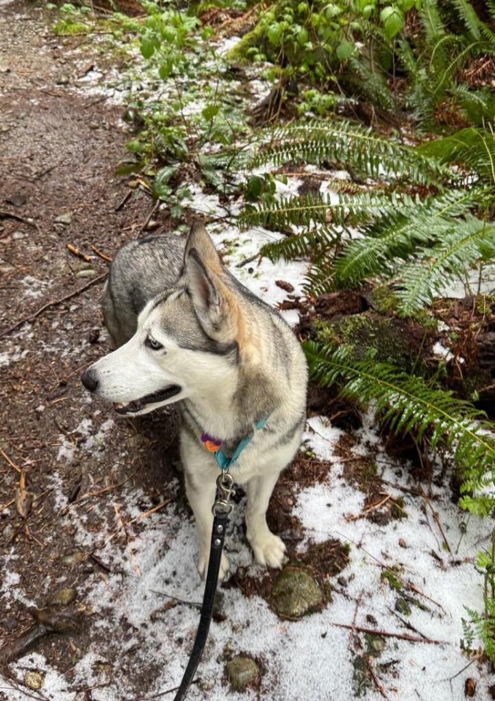 Enlarge Freya, a Adopted Husky in San Juan de Abajo, NAY image 4/6