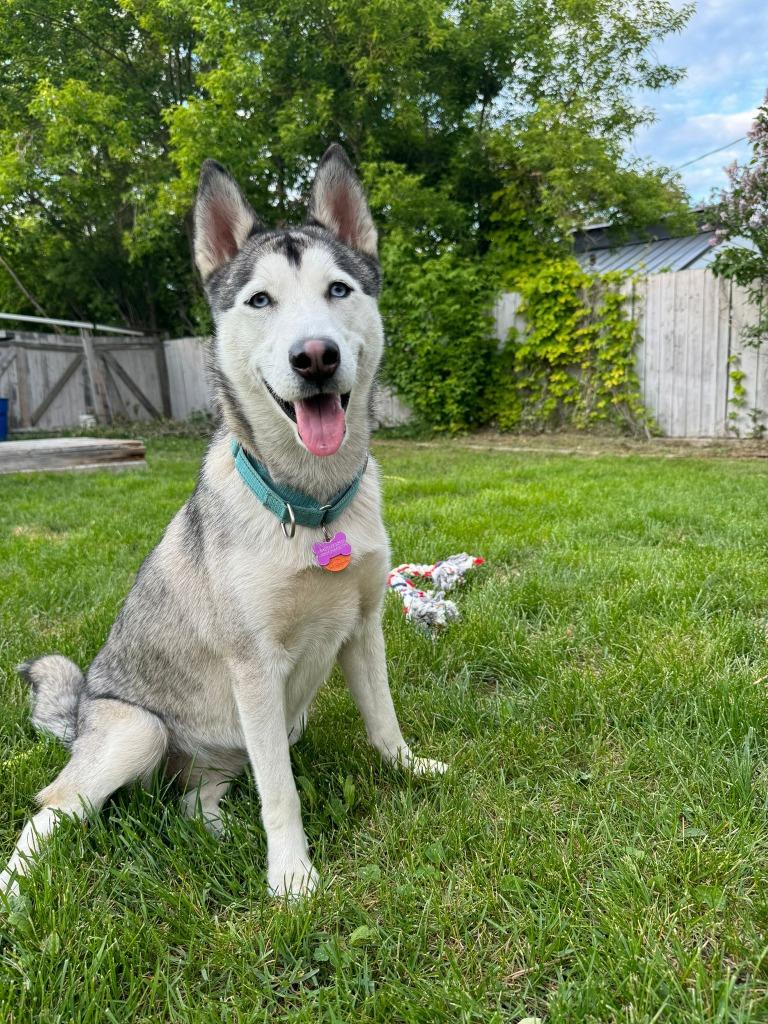 Enlarge Freya, a Adopted Husky in San Juan de Abajo, NAY image 5/6