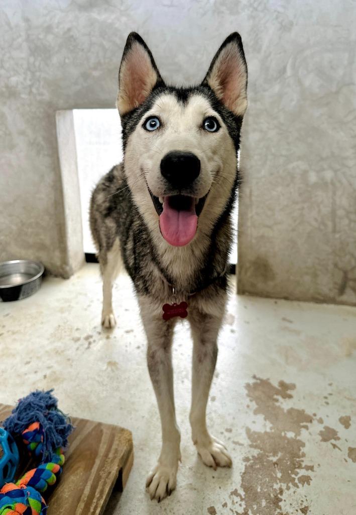 Enlarge Freya, a Adopted Husky in San Juan de Abajo, NAY image 6/6