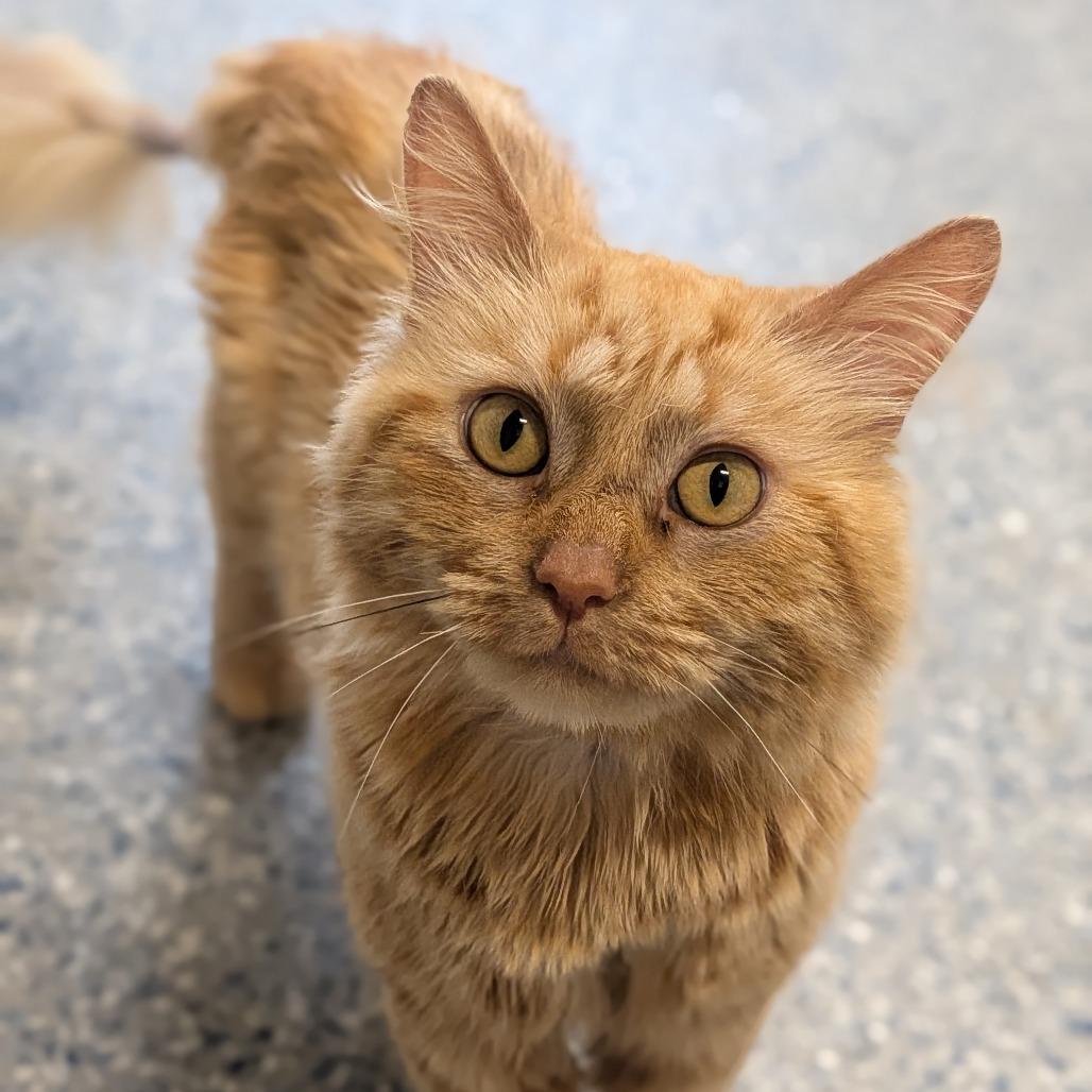 Wylie, a Adoptable Domestic Long Hair in Prairie du Chien, WI image 1/3