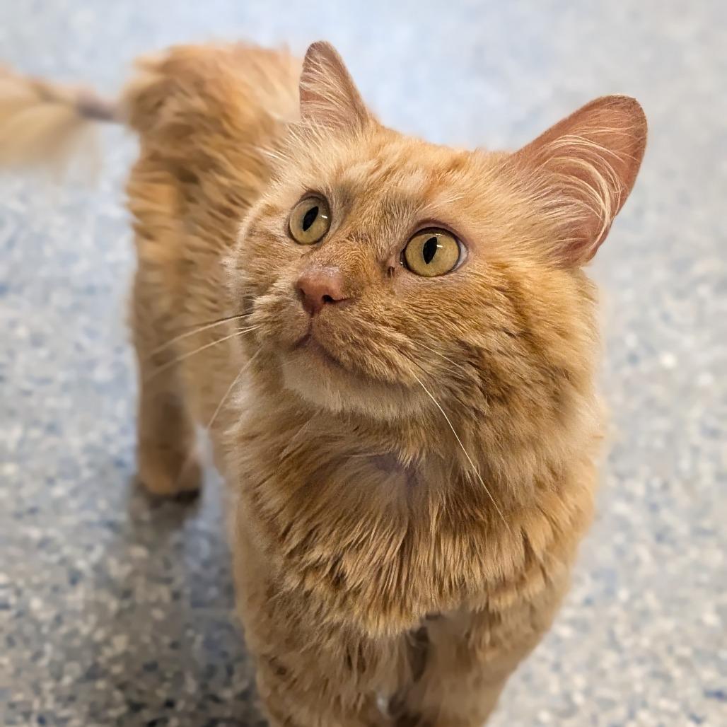 Wylie, a Adoptable Domestic Long Hair in Prairie du Chien, WI image 2/3