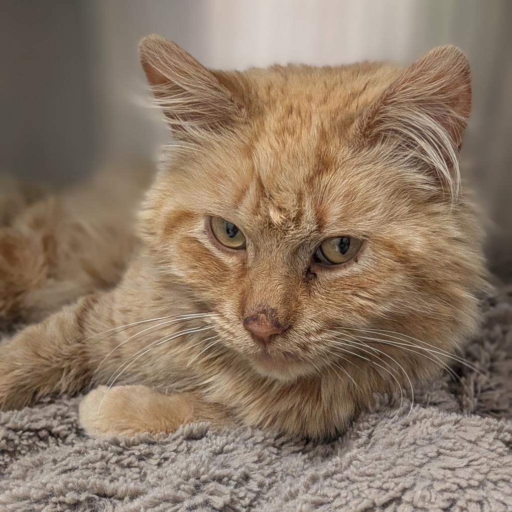 Wylie, a Adoptable Domestic Long Hair in Prairie du Chien, WI image 3/3