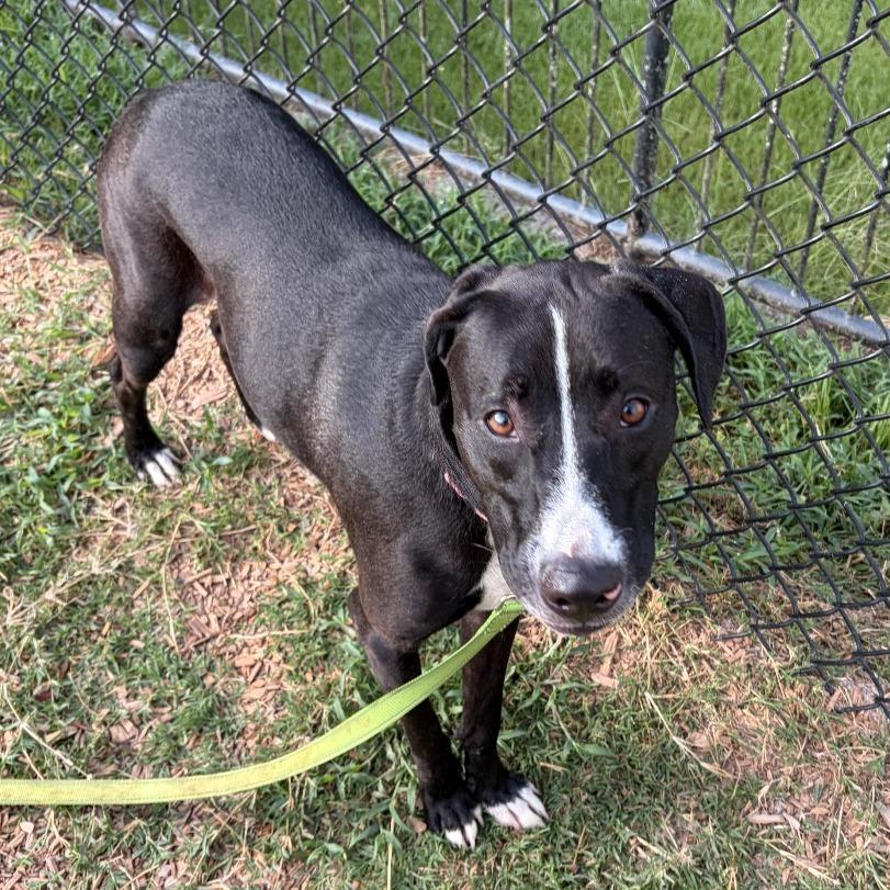 Diana, Adoptable, Adult Female Mixed Breed.