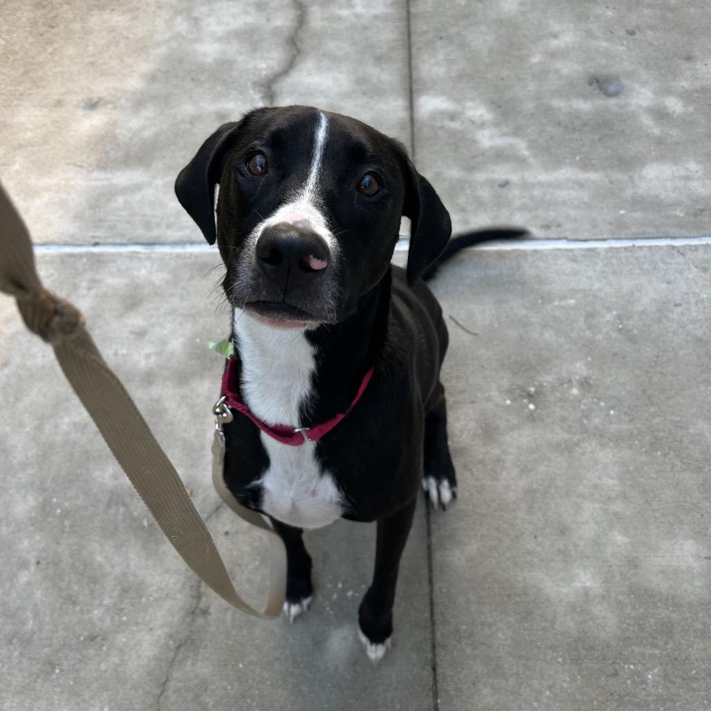 Diana, a Adoptable Mixed Breed in Jacksonville, FL image 2/4