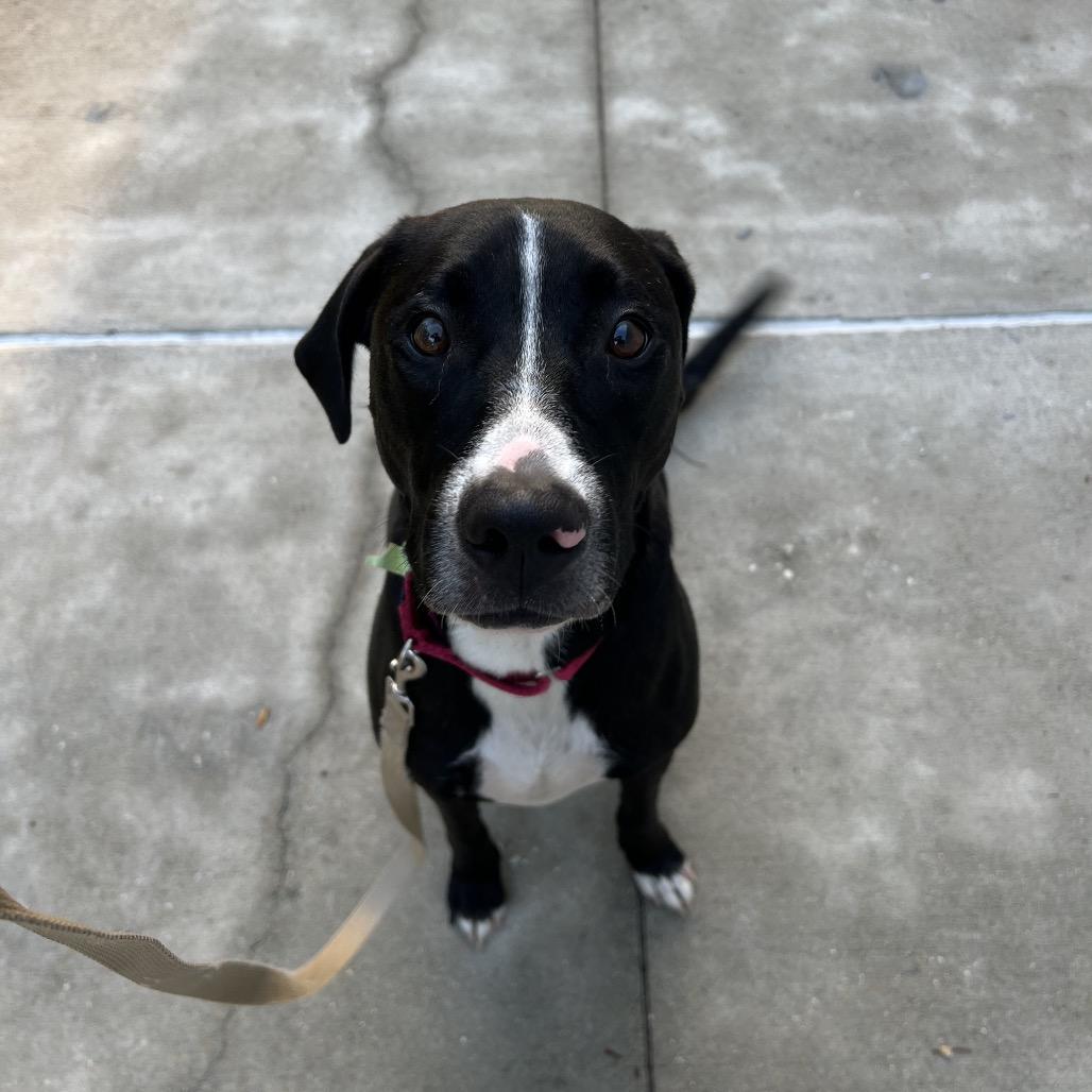 Diana, a Adoptable Mixed Breed in Jacksonville, FL image 3/4