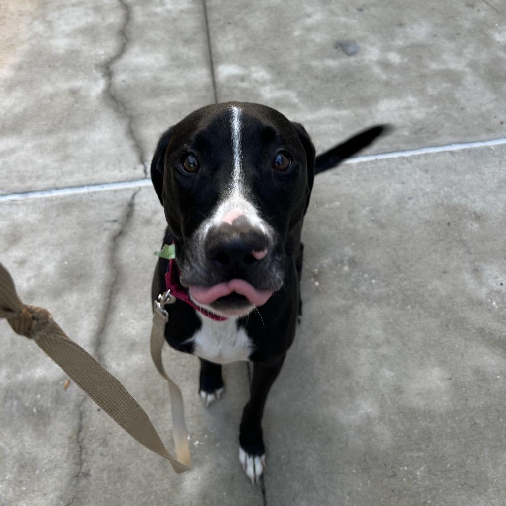 Diana, a Adoptable Mixed Breed in Jacksonville, FL image 4/4