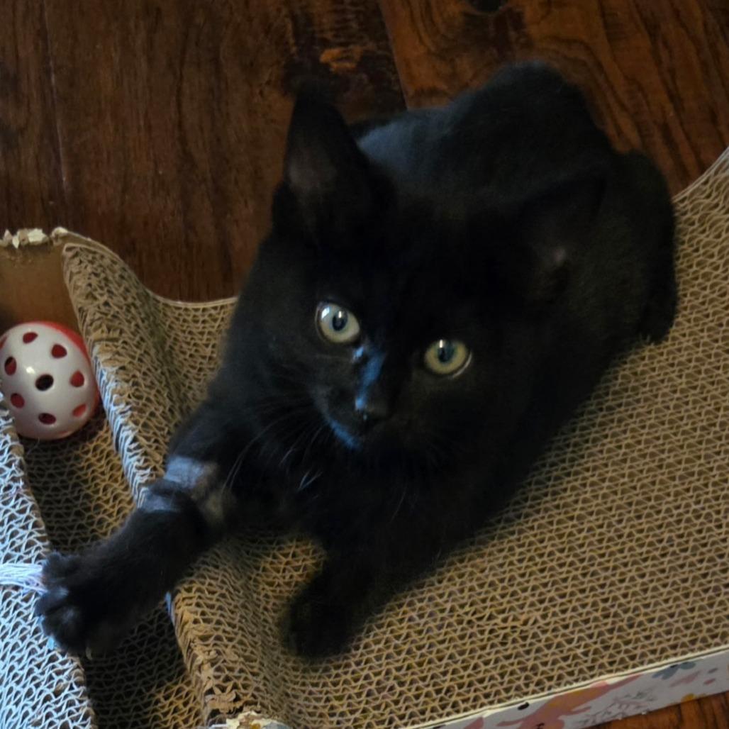 Enlarge Maxine, a Adoptable Domestic Short Hair in Las Vegas, NV image 1/1