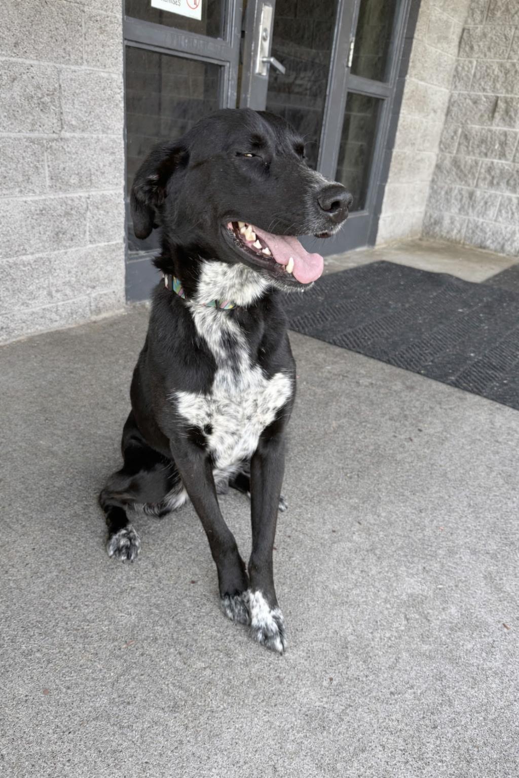 August, adoptable, Young Male Border Collie.
