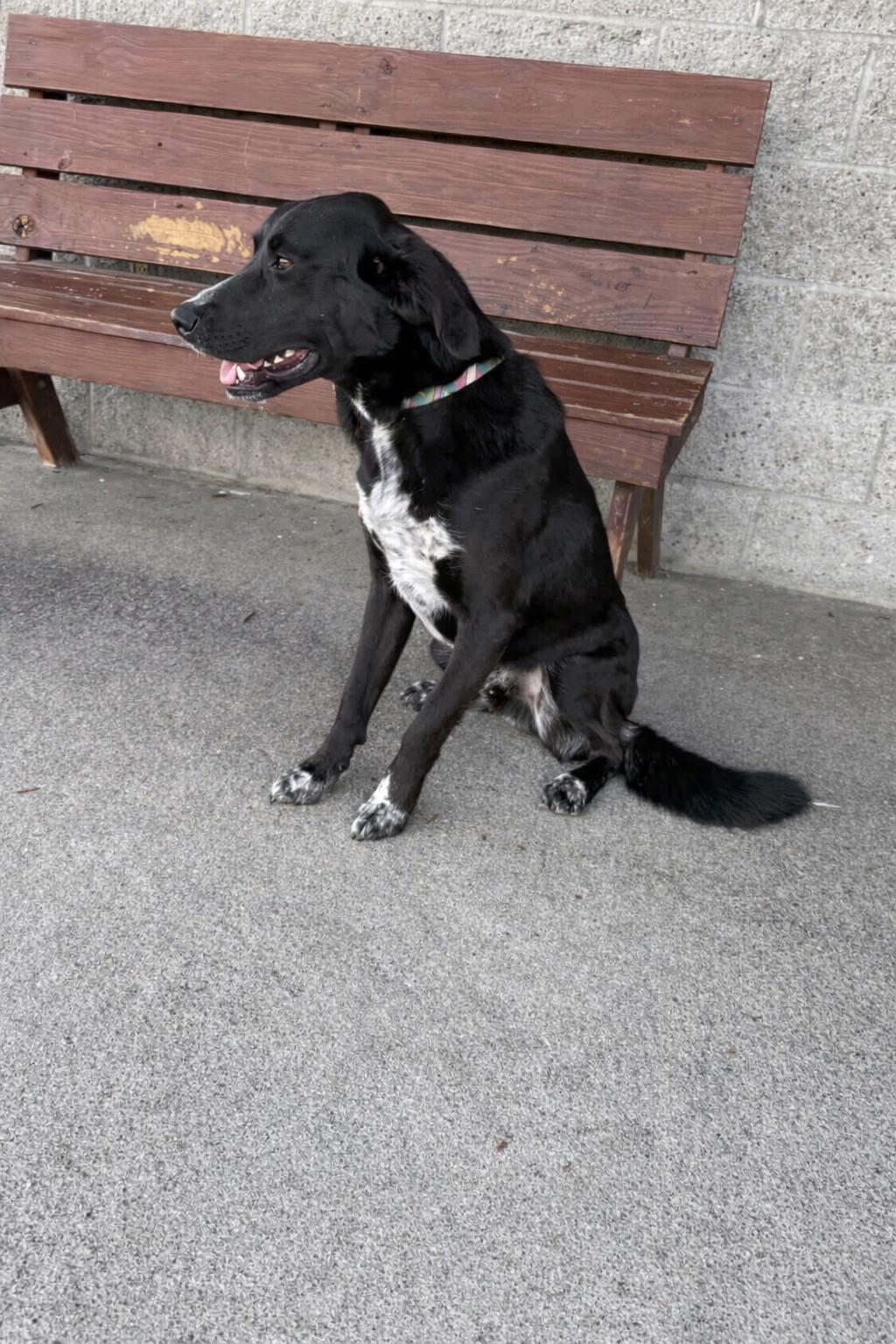 Enlarge August, an adoptable Border Collie in Owensboro, KY image 6/6