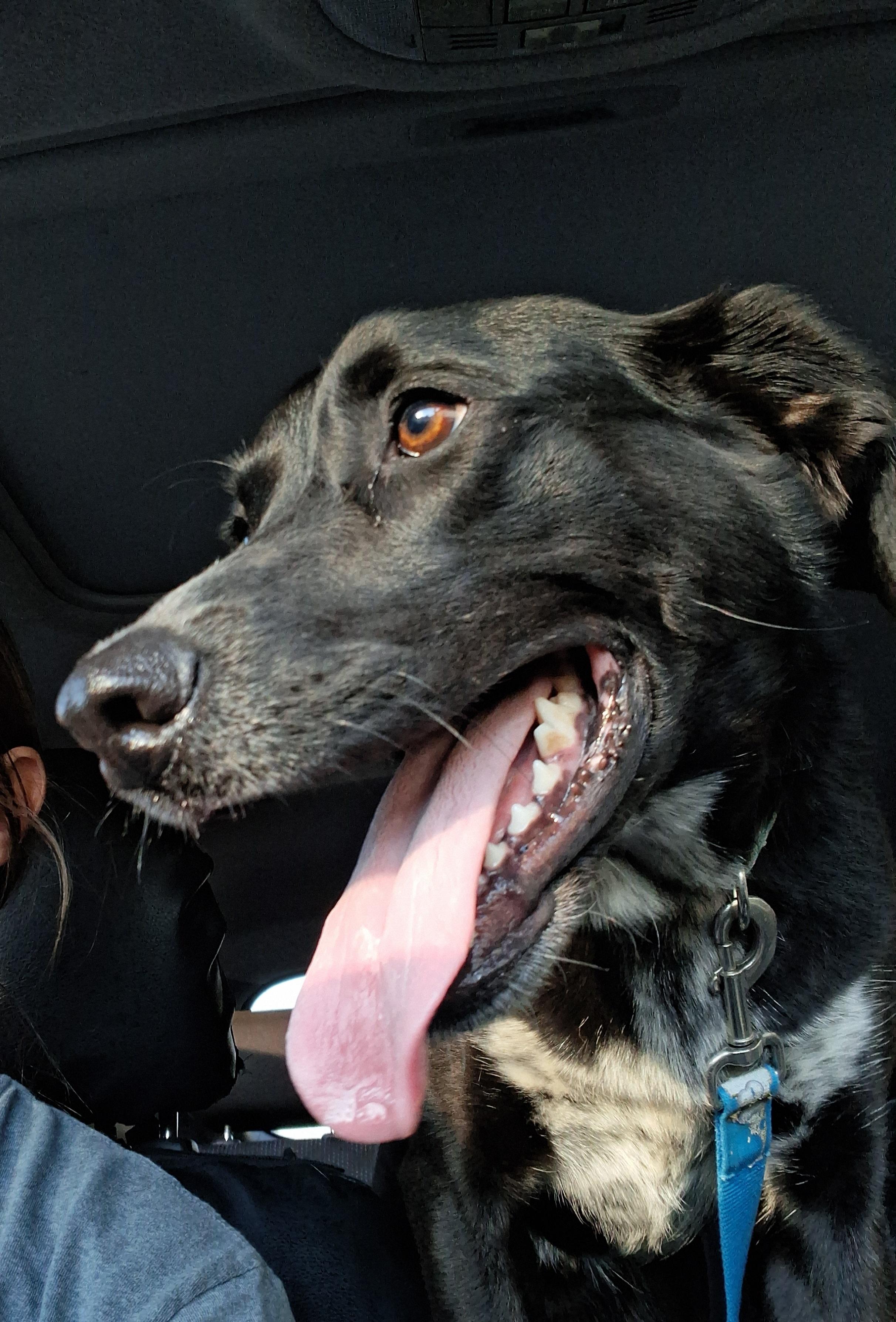 Enlarge August, an adoptable Border Collie in Owensboro, KY image 2/6
