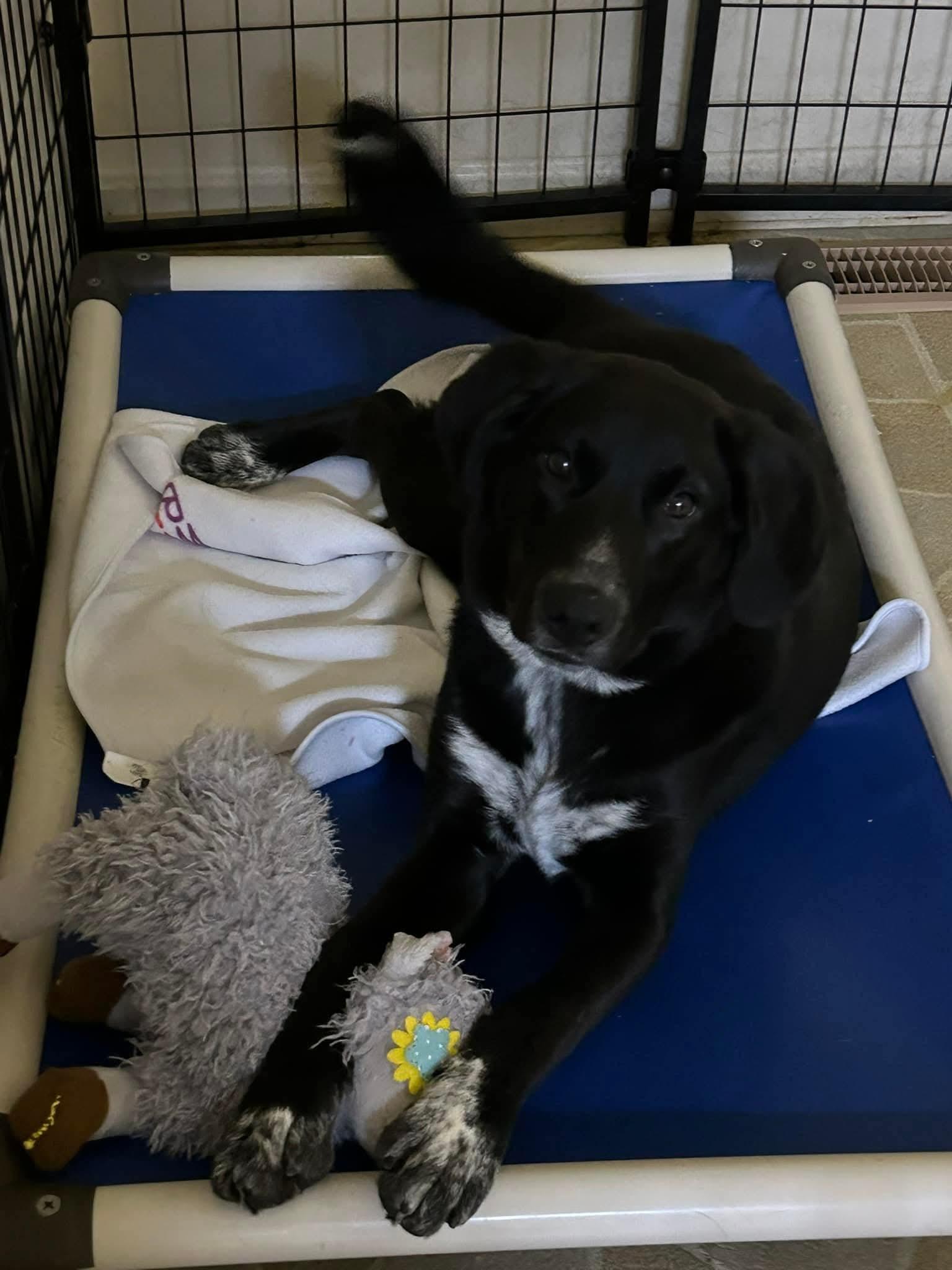 Enlarge August, an adoptable Border Collie in Owensboro, KY image 5/6