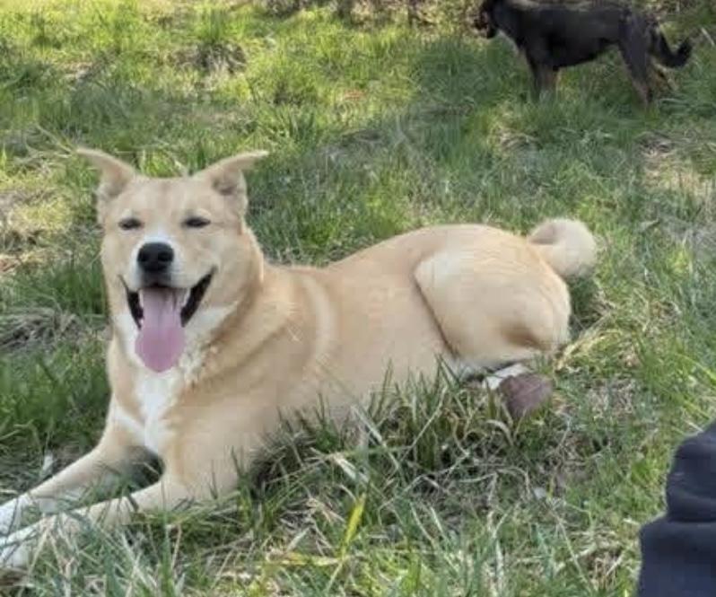 Enlarge Awesome, a Adoptable mixed breed in Asheville, NC image 2/6