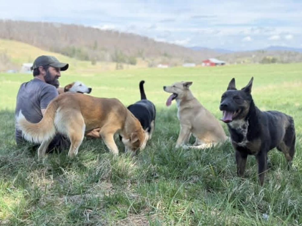 Enlarge Awesome, a Adoptable mixed breed in Asheville, NC image 4/6